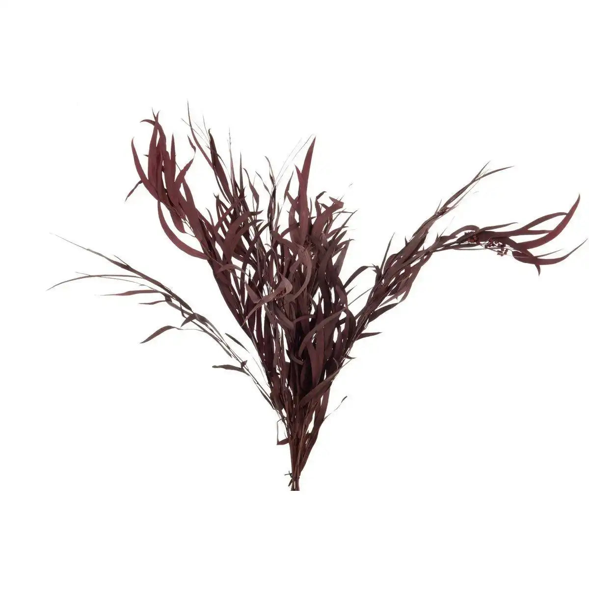 J-Line Bundle Eukalyptus Wild Dried Bordeaux - HomeDesign Knaus
