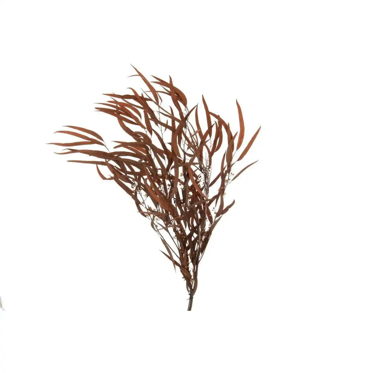 J-Line Bundle Eukalyptus Wild Dried Rust - HomeDesign Knaus