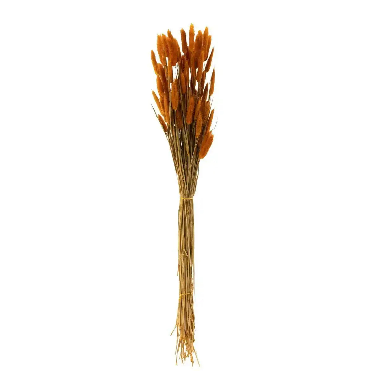 J-Line Bundle Hasenschwanz getrocknete Orange - HomeDesign Knaus