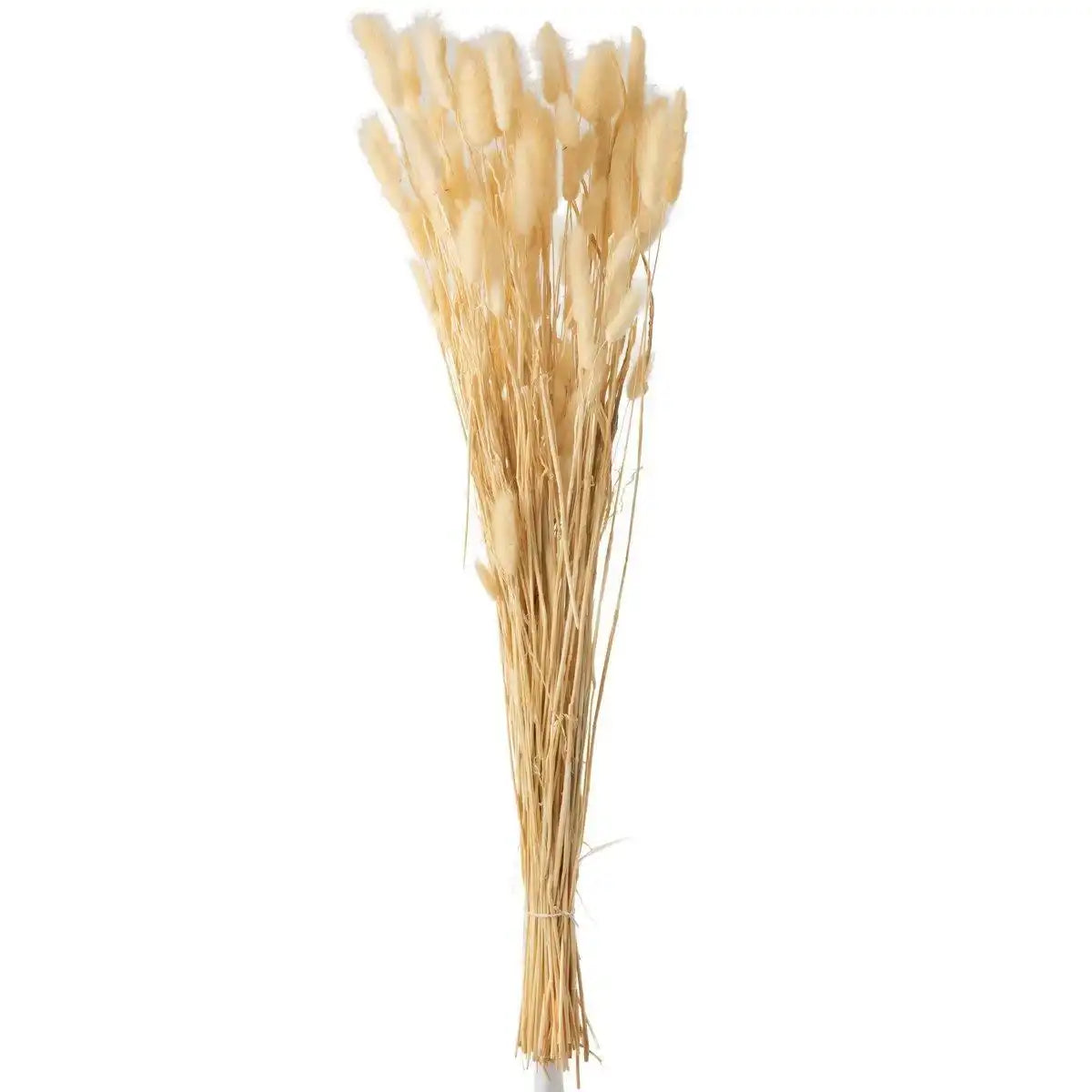 J-Line Bundle Plume Hare's Tail Dried Beige - HomeDesign Knaus
