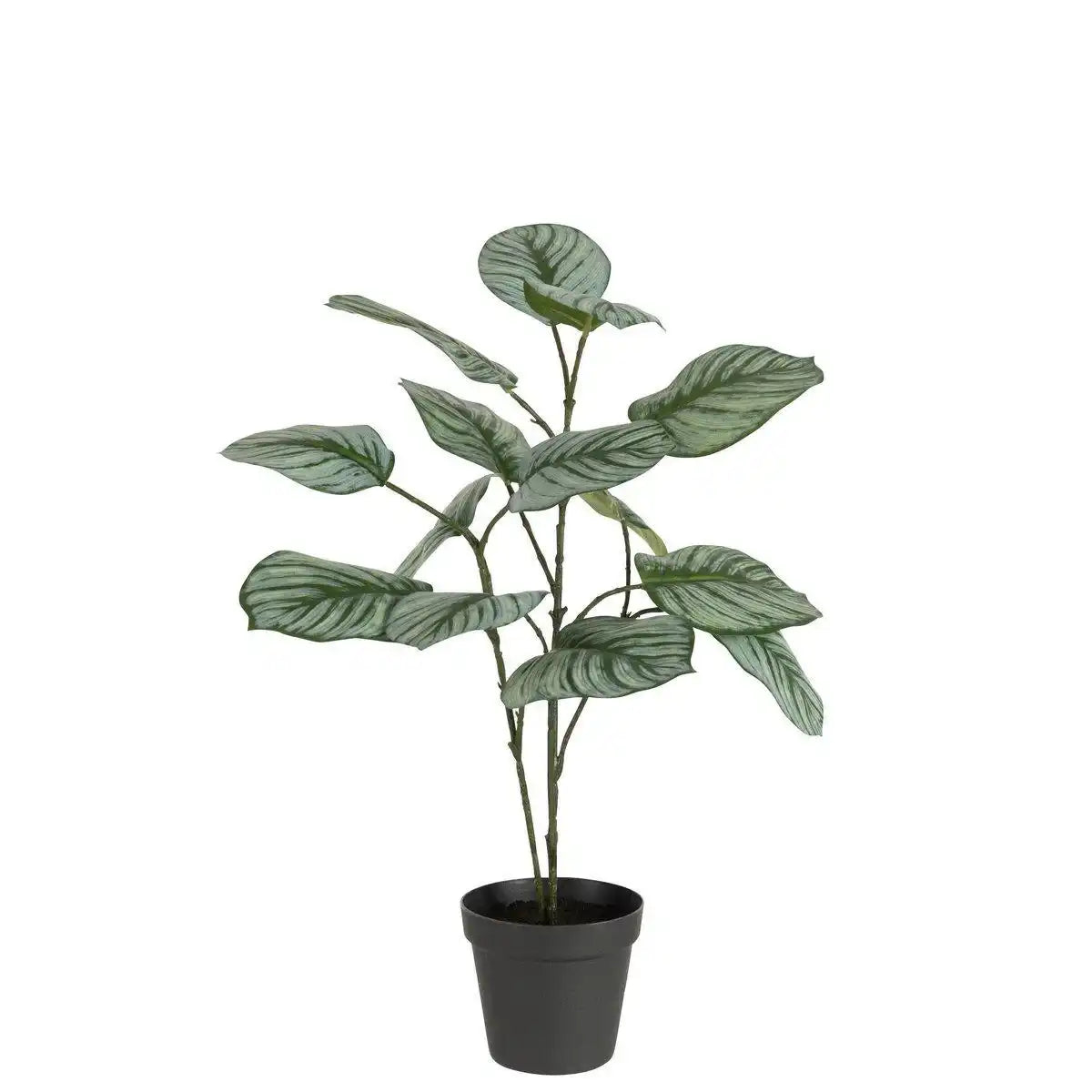 J-Line Calathea im Topf, Kunststoff, grüne Mischung - HomeDesign Knaus