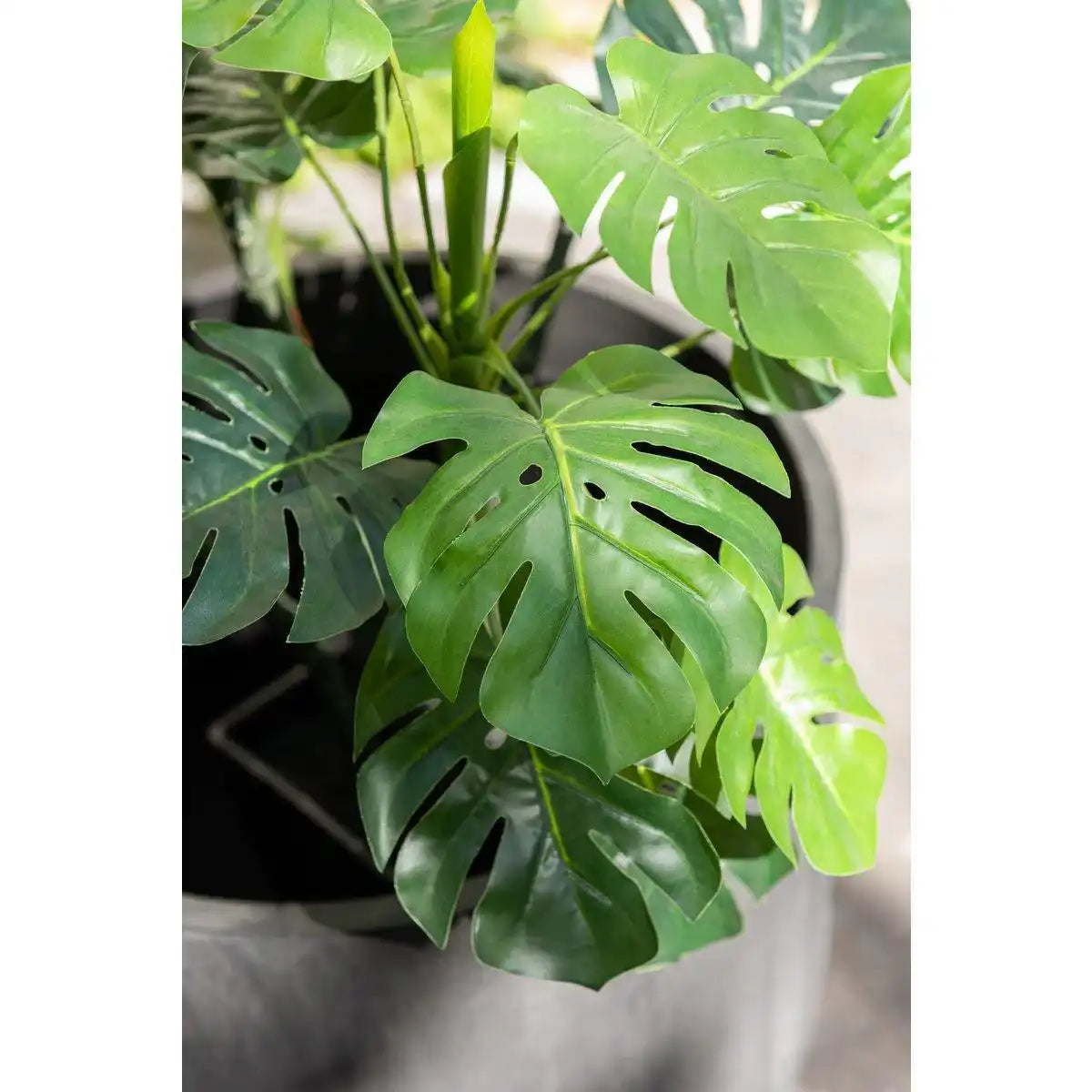 J-Line Chinesischer Feigen-Ficusbaum im Topf, Kunststoff, Grün/Schwarz, groß - HomeDesign Knaus