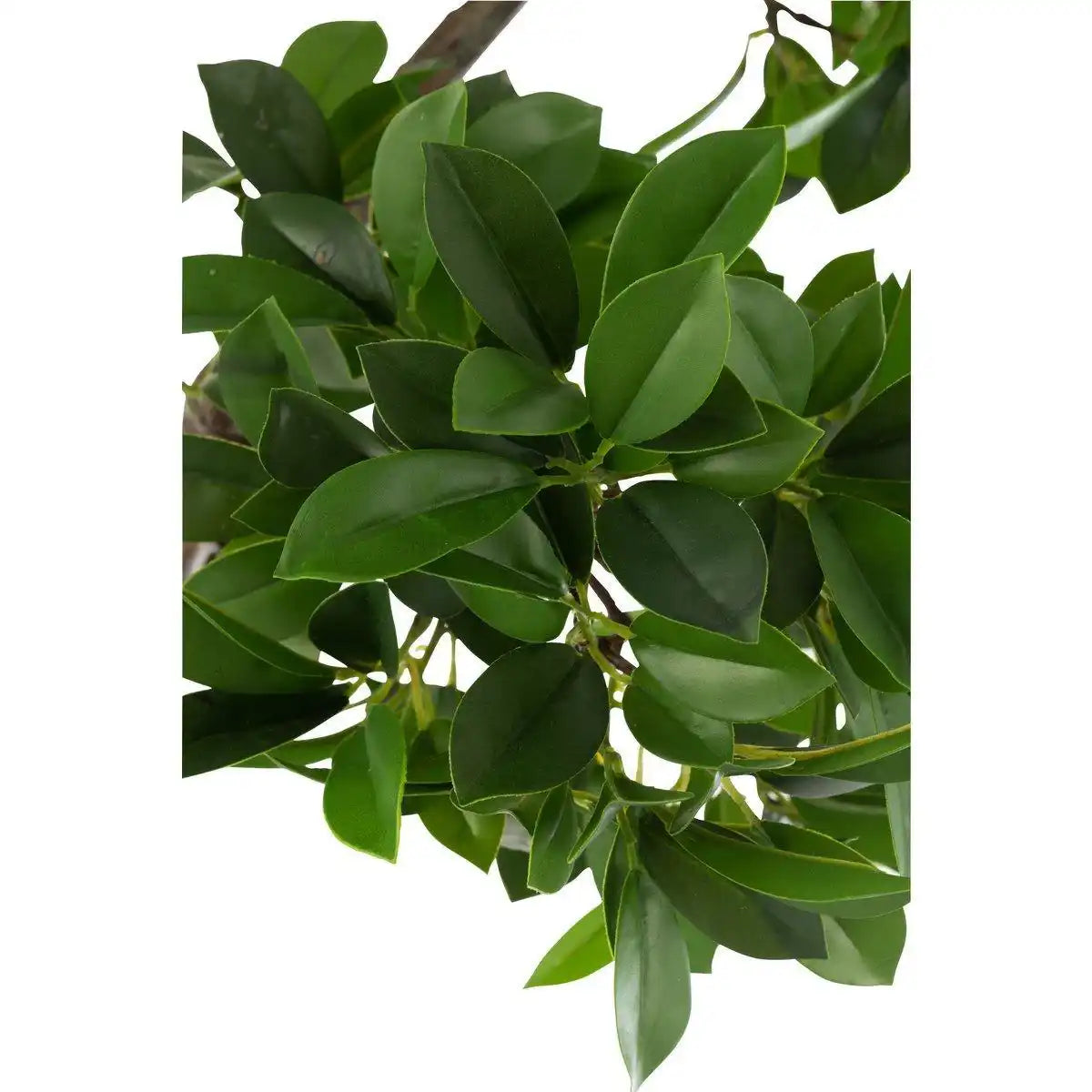 J-Line Chinesischer Feigen-Ficusbaum im Topf, Kunststoff, Grün/Schwarz, groß - HomeDesign Knaus