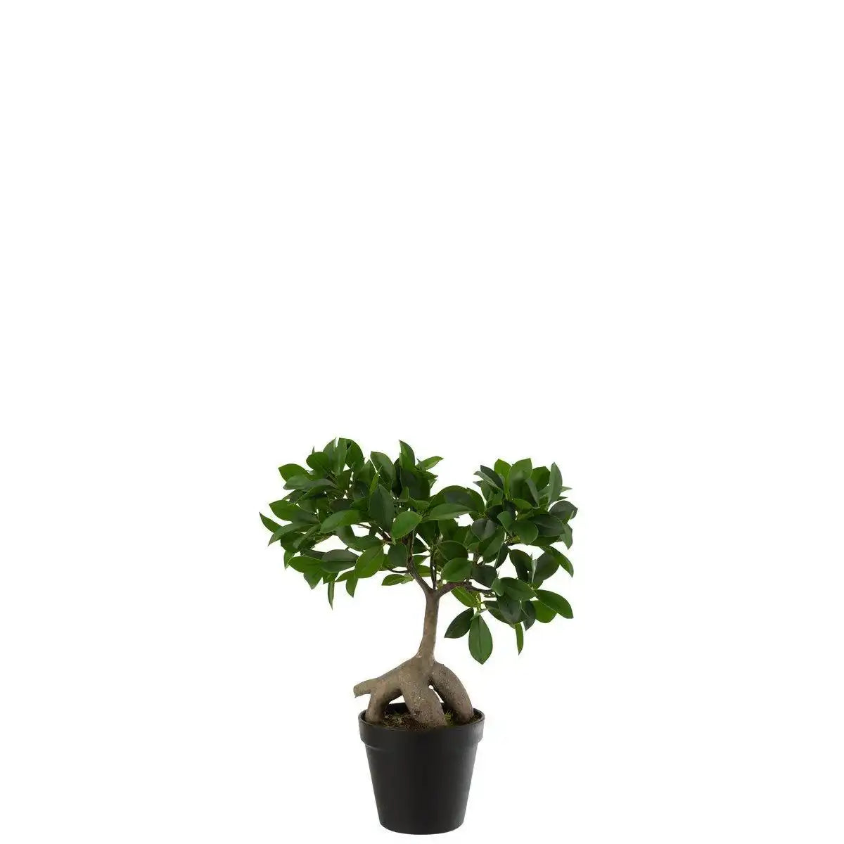 J-Line Chinesischer Feigen-Ficusbaum im Topf, Kunststoff, Grün/Schwarz, klein - HomeDesign Knaus