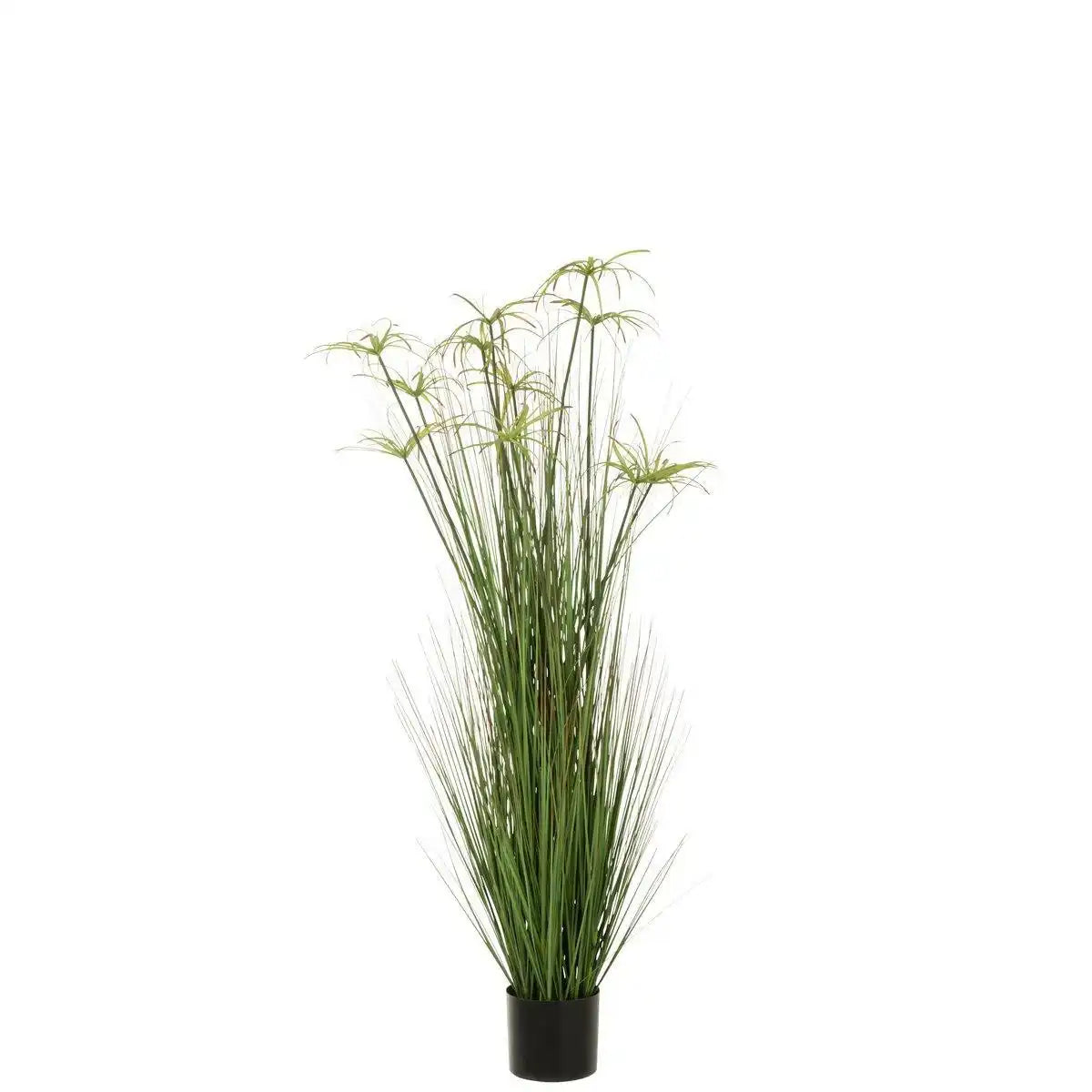 J-Line Cyperus Alternifolius 11 Köpfe im Topf PVC Grün Groß - HomeDesign Knaus