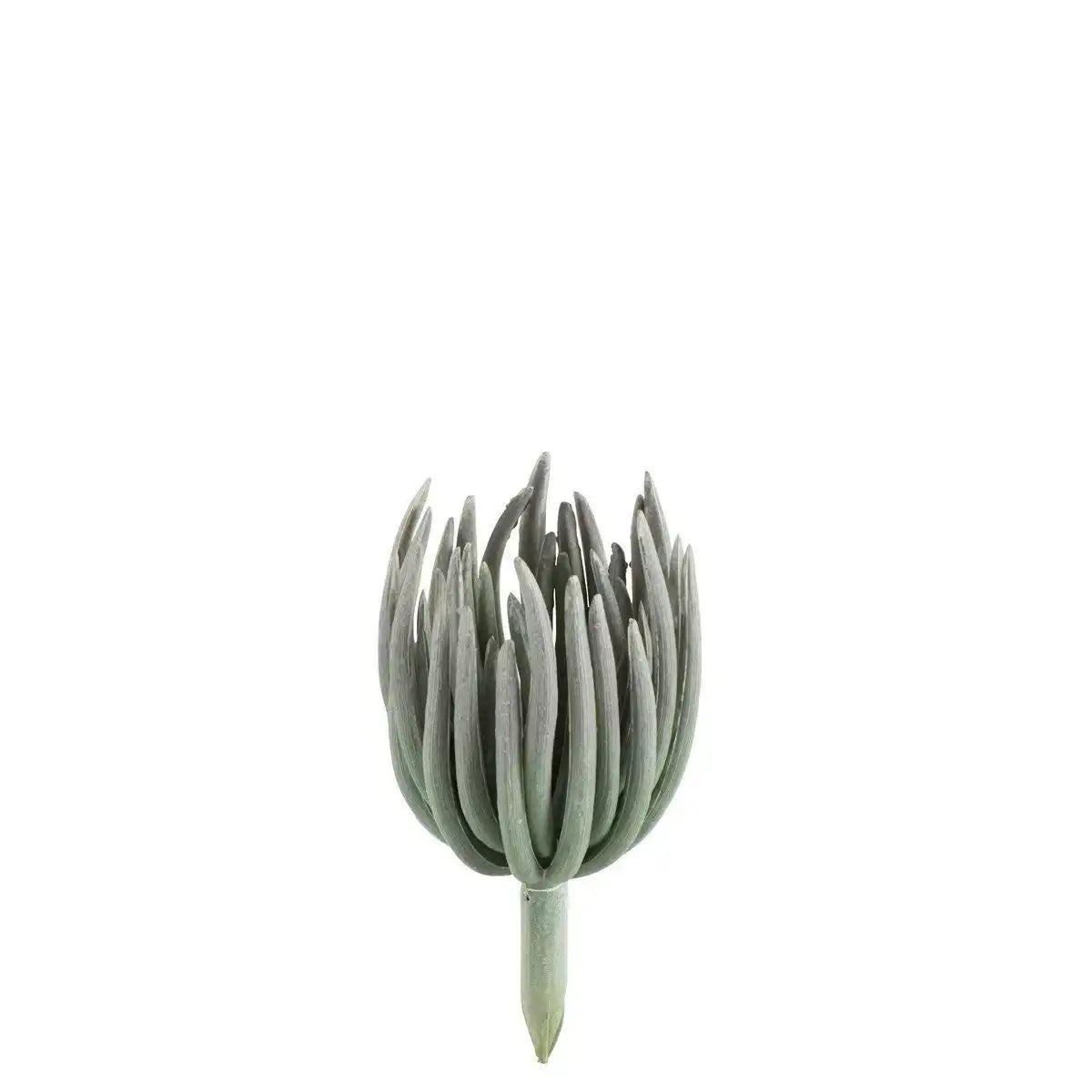 J-Line Echeveria Plastic Mattgrün - HomeDesign Knaus