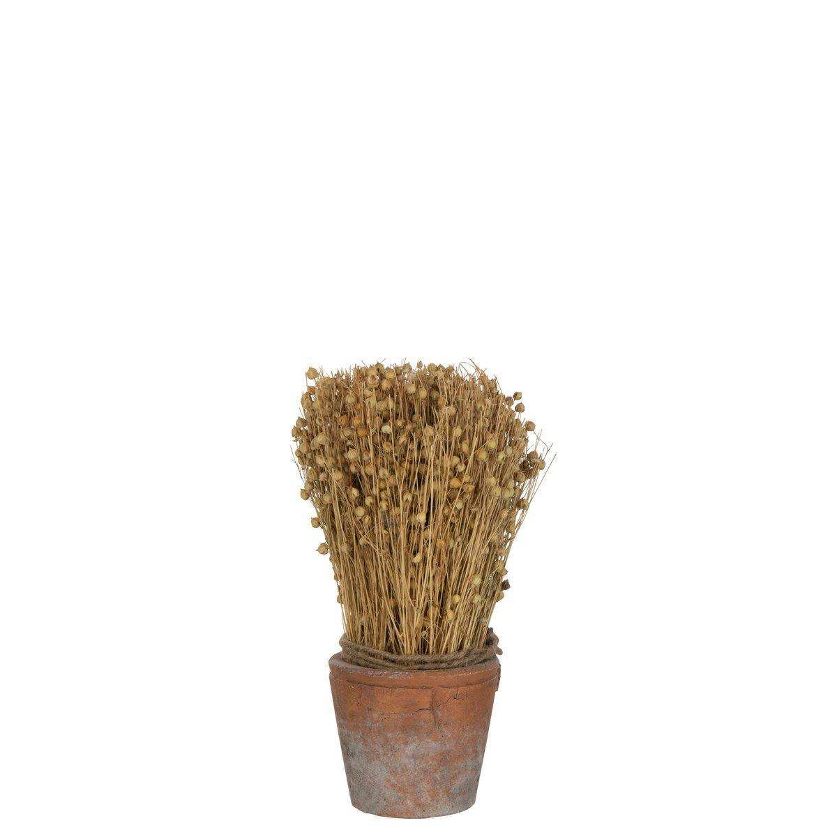 J-Line getrockneter Flachs im Terrakottatopf – Jute – naturbelassen - HomeDesign Knaus