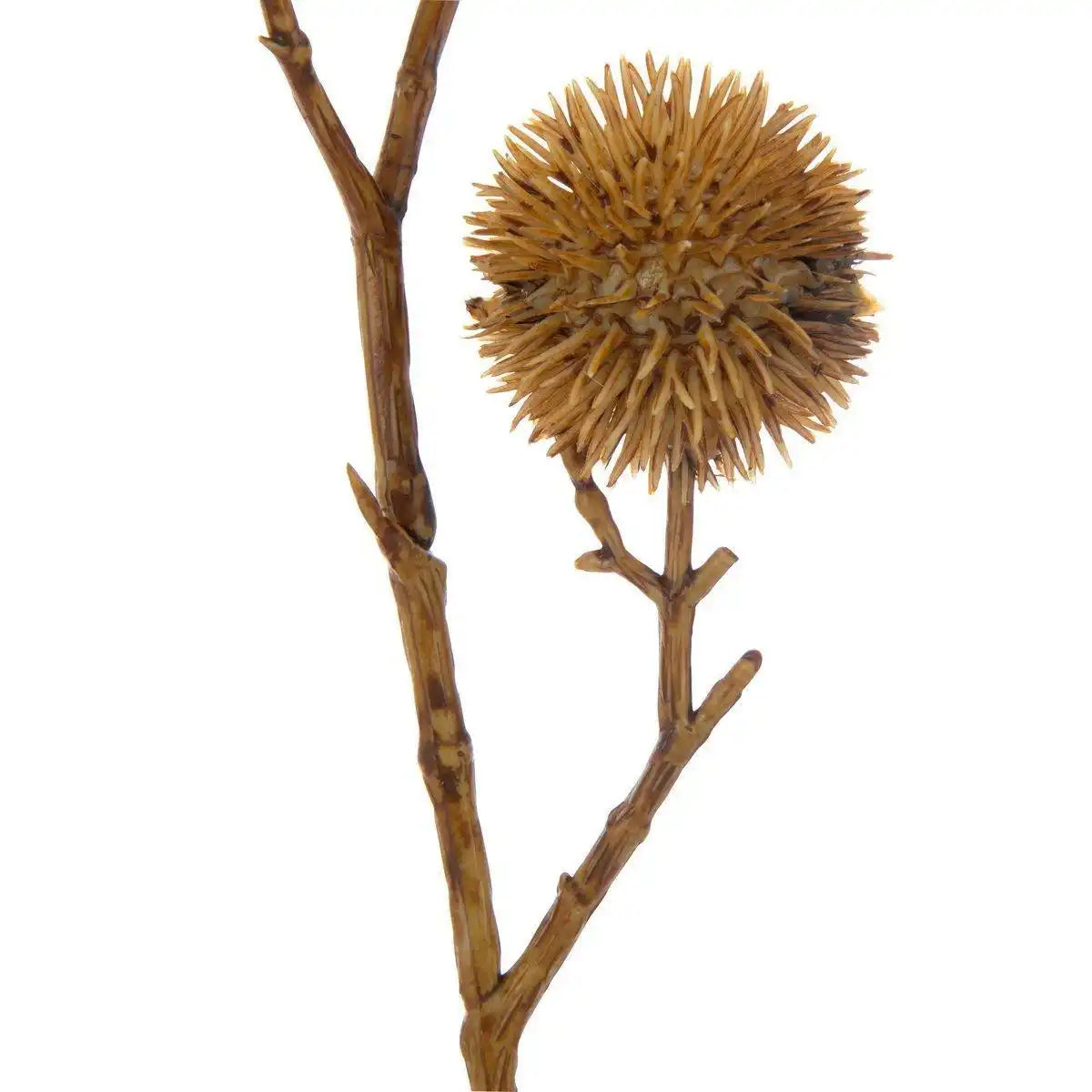 J-Line Kunstblume Allium 3 Blumen – Kunststoff – Ocker – S – - HomeDesign Knaus