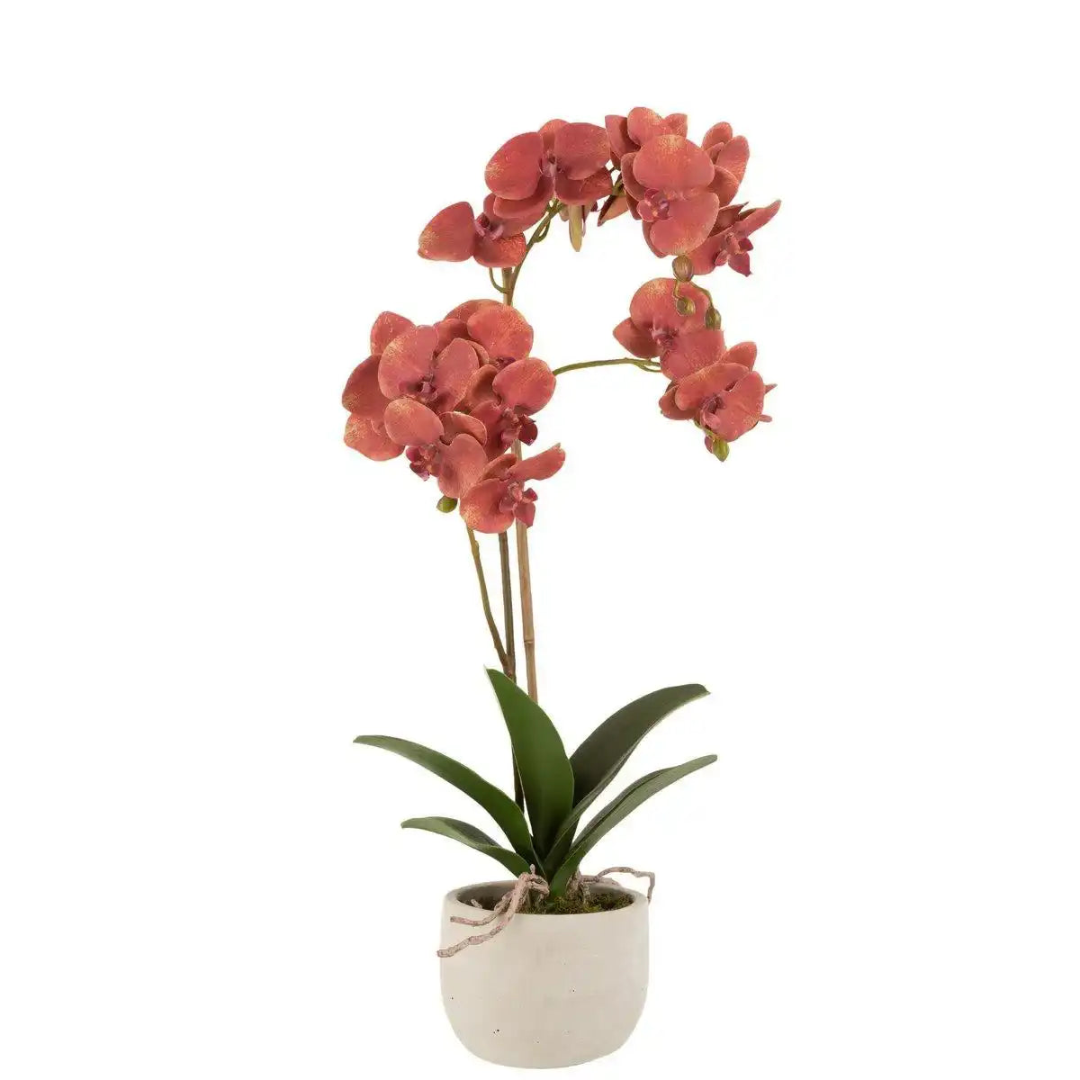 J-Line Orchidee im Topf, Kunststoff/Zement, tiefrot/beige - HomeDesign Knaus