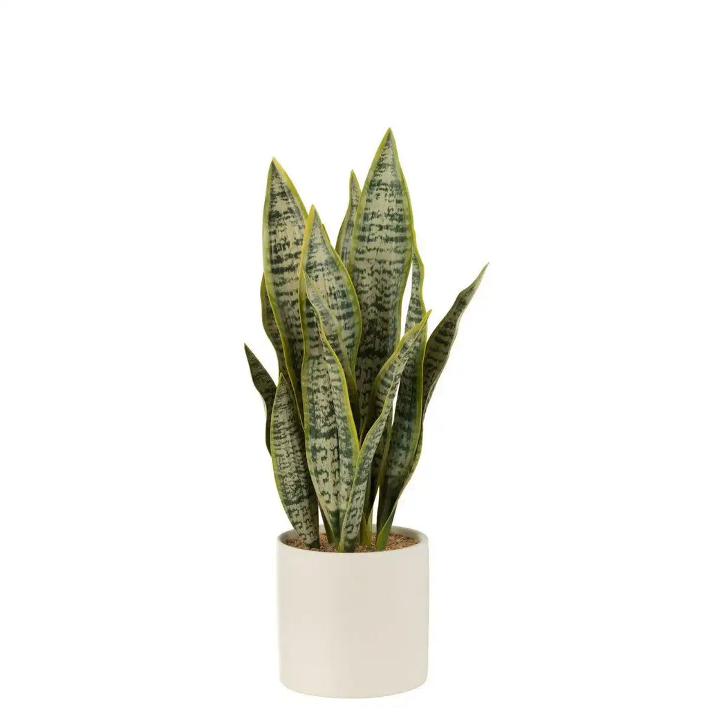 Pflanze Sansevieria im Topf - Kunststoff - grün