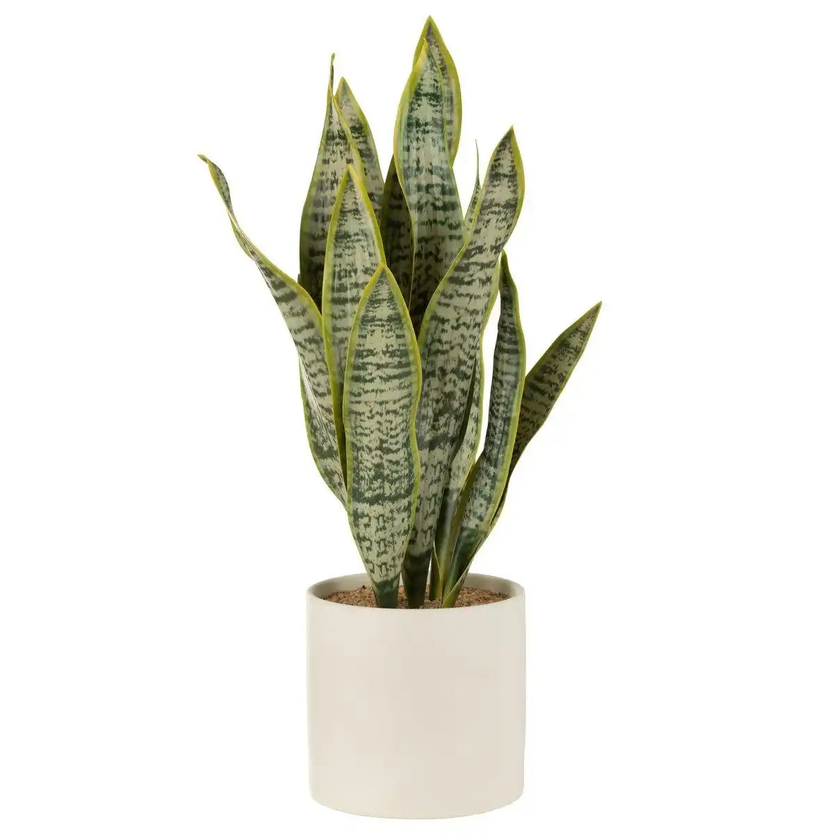 J-Line Plant Sansevieria im Topf PVC Grün Extra Large - HomeDesign Knaus
