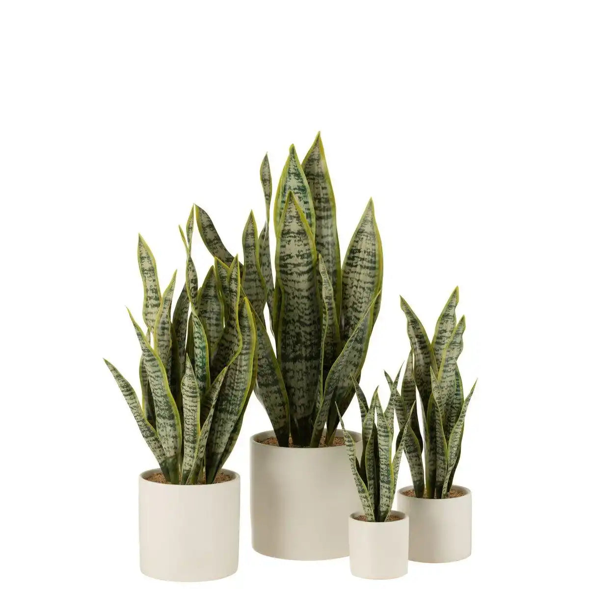 J-Line Plant Sansevieria im Topf PVC Grün Extra Large - HomeDesign Knaus