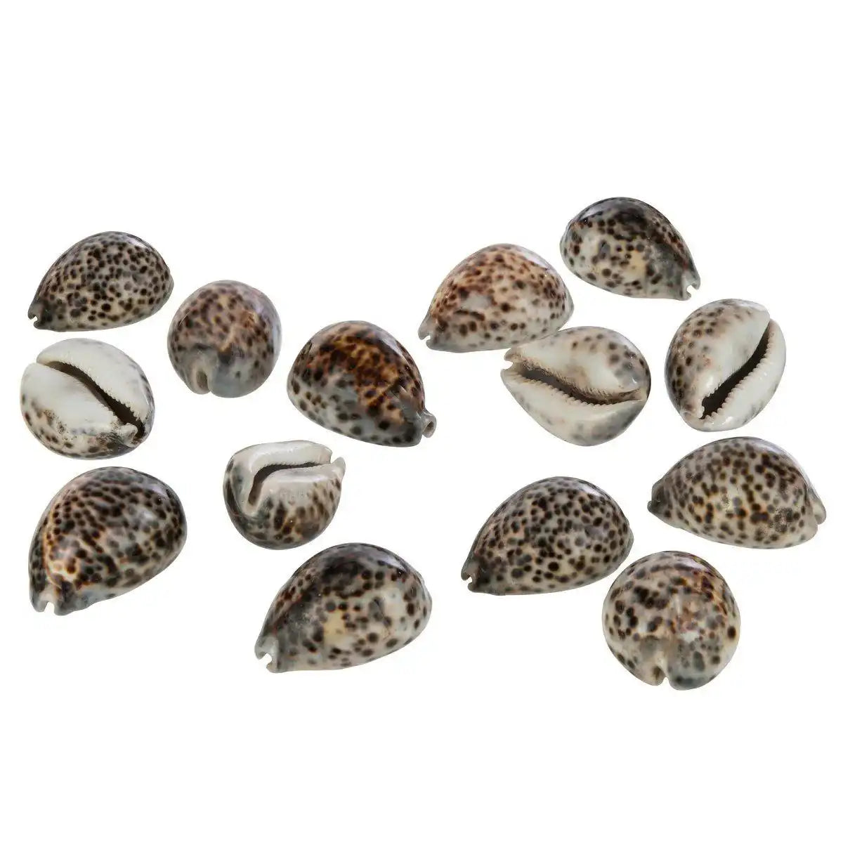 J-Line Set mit 14 Tigermuscheln, Muschel natur - HomeDesign Knaus