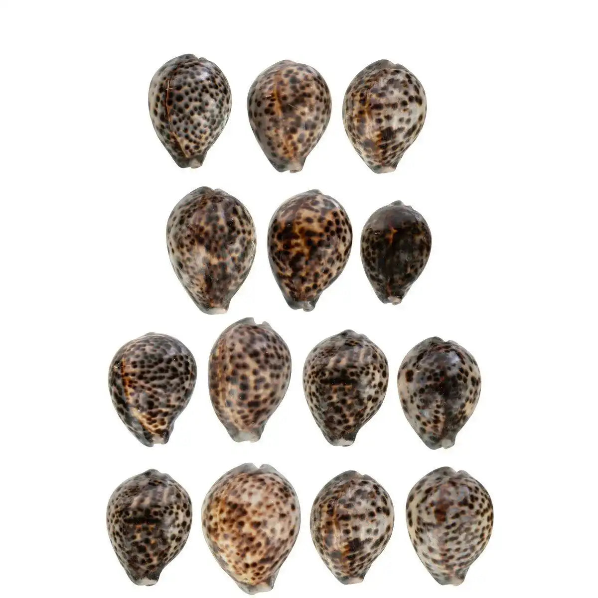 J-Line Set mit 14 Tigermuscheln, Muschel natur - HomeDesign Knaus