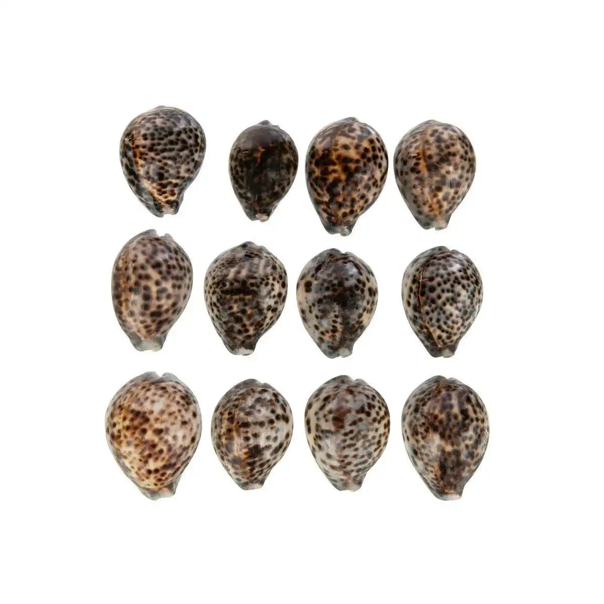 J-Line Set mit 14 Tigermuscheln, Muschel natur - HomeDesign Knaus