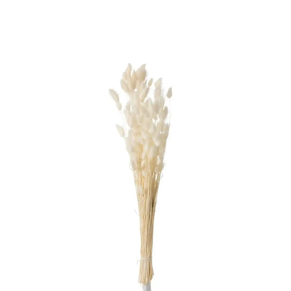 J-Line Trockenblumen – Bündel Federn – getrocknetes Gras – Ecru – S - HomeDesign Knaus