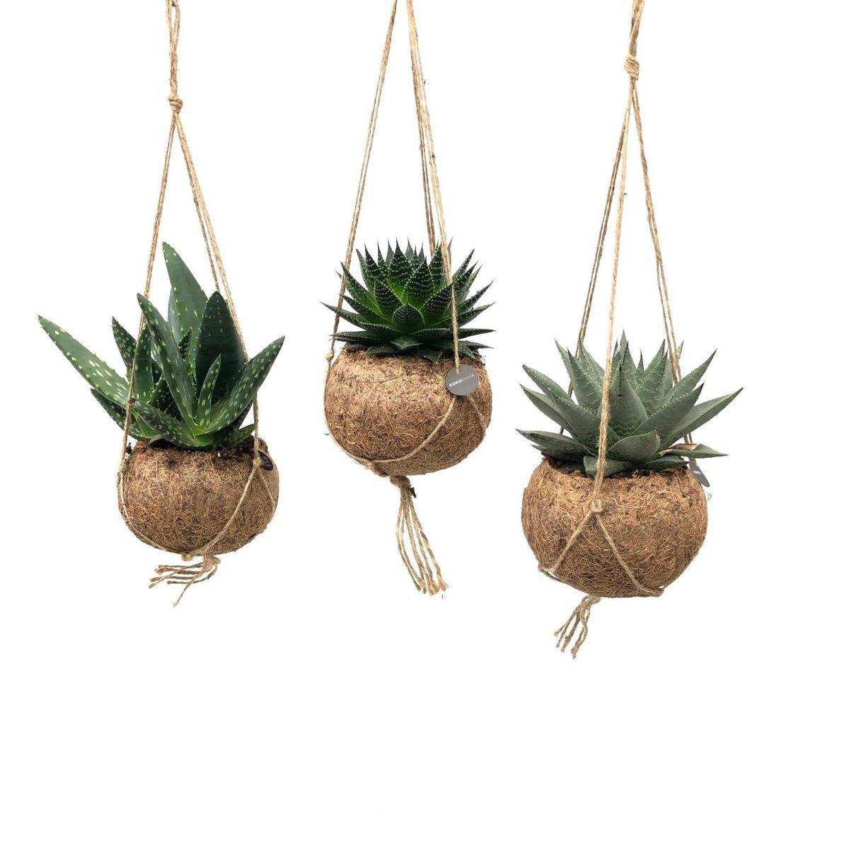 Kokodama Aloe Mix - 3 Stück - Ø15cm - ↕25cm - HomeDesign Knaus