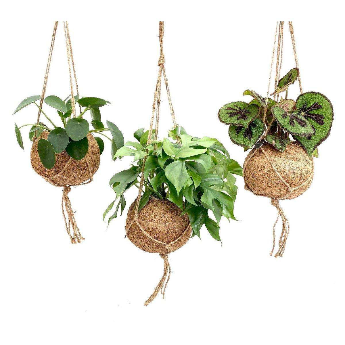 Kokodama Dream Mix – 3 Stück – Ø17 cm – ↕30 cm - HomeDesign Knaus