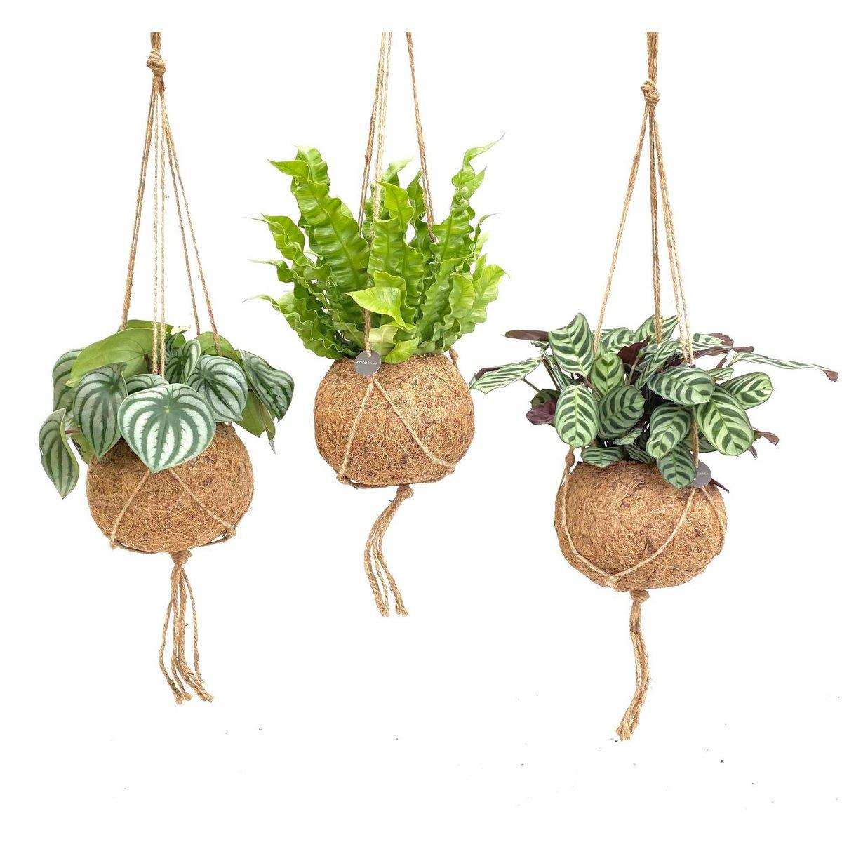 Kokodama Jungle Mix - 3 Stück - Ø17cm - ↕28cm - HomeDesign Knaus