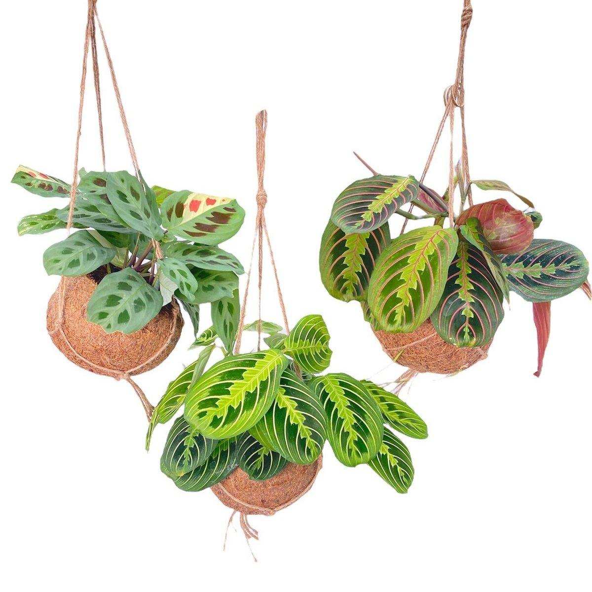 Kokodama Maranta Mix - 3 Stück - Ø15cm - ↕20cm - HomeDesign Knaus