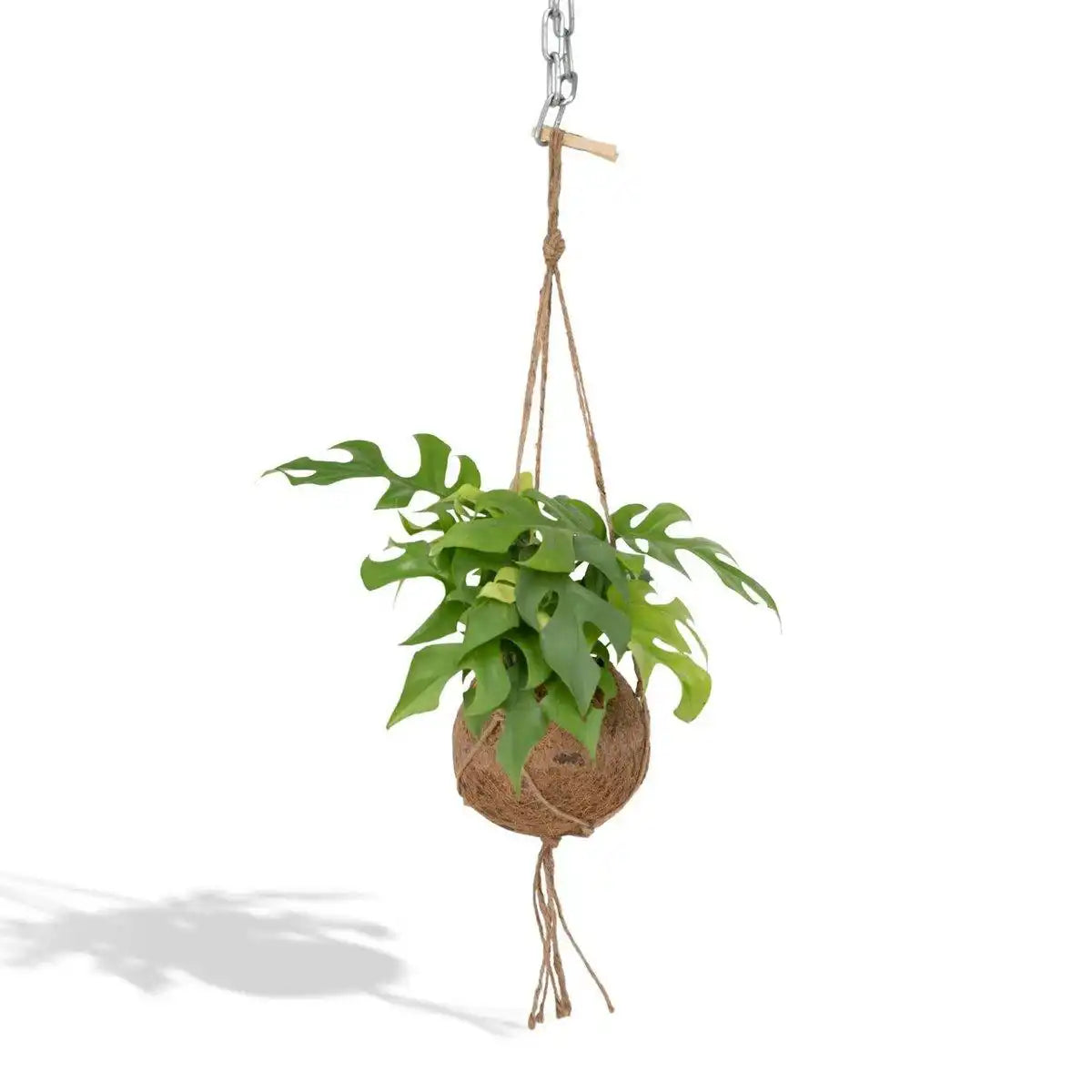 Kokodama Monstera Minima Hang – Lochpflanze – Ø15 cm – ↕25 cm - HomeDesign Knaus