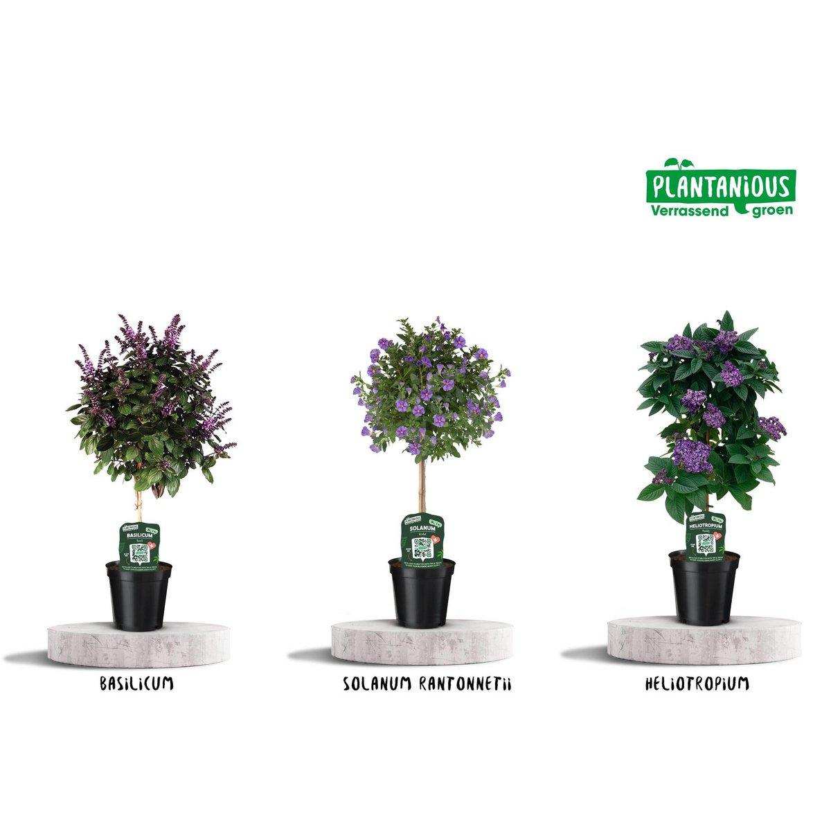 Kübelpflanzen Blau / Lila Mix - 3 Stück - Ø19cm - ↕75cm - HomeDesign Knaus