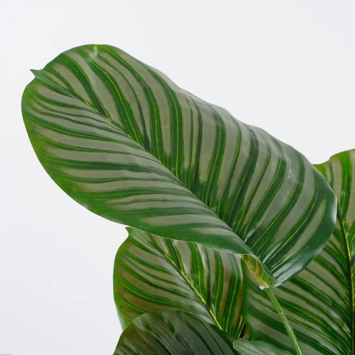 Künstliche Pflanze Calathea Orbifolia – H90 x Ø60 cm – Grün - HomeDesign Knaus