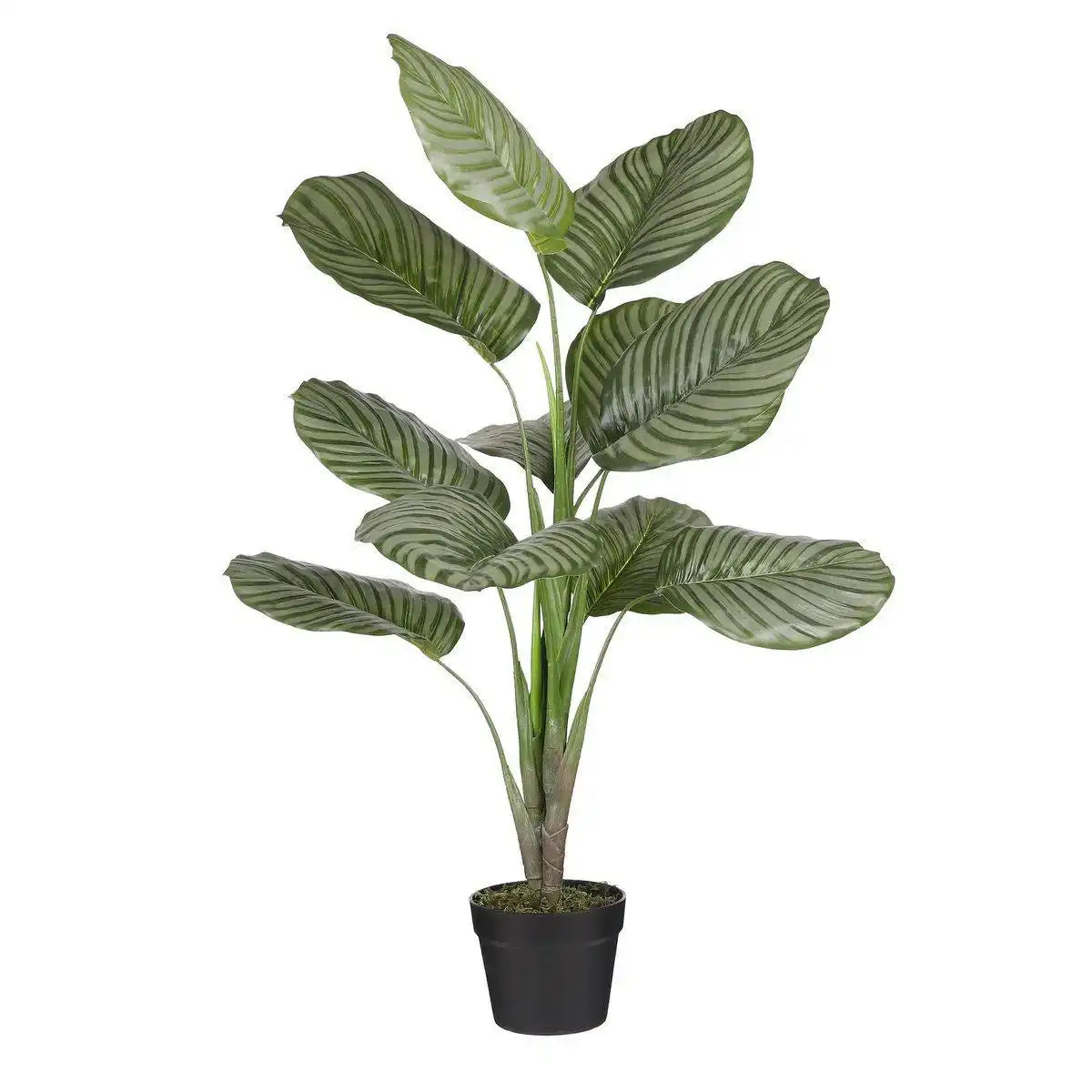 Künstliche Pflanze Calathea Orbifolia – H90 x Ø60 cm – Grün - HomeDesign Knaus