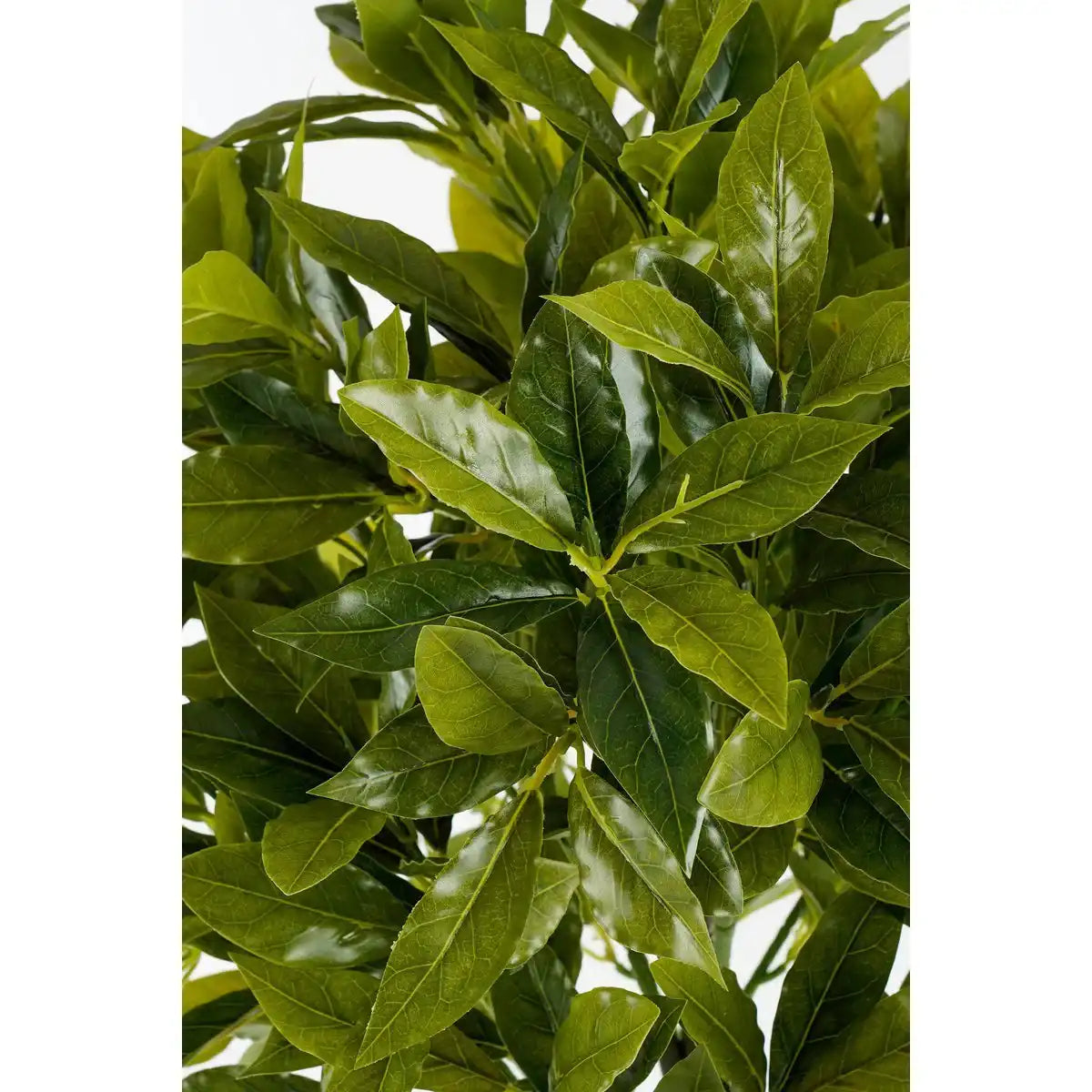 Künstliche Pflanze Laurelbaum - H120 x Ø40 cm - Grün - HomeDesign Knaus