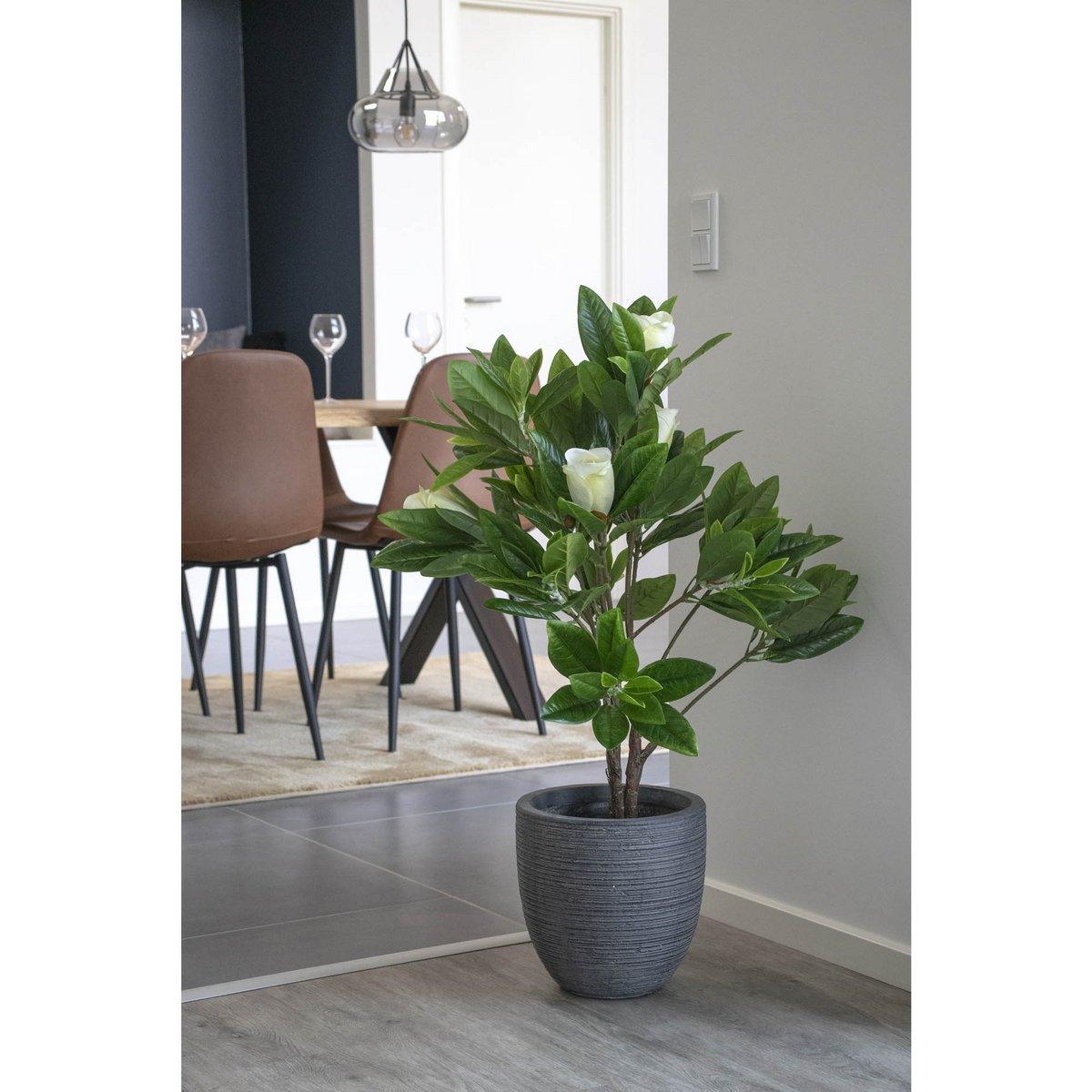 Magnolienbaum - HomeDesign Knaus