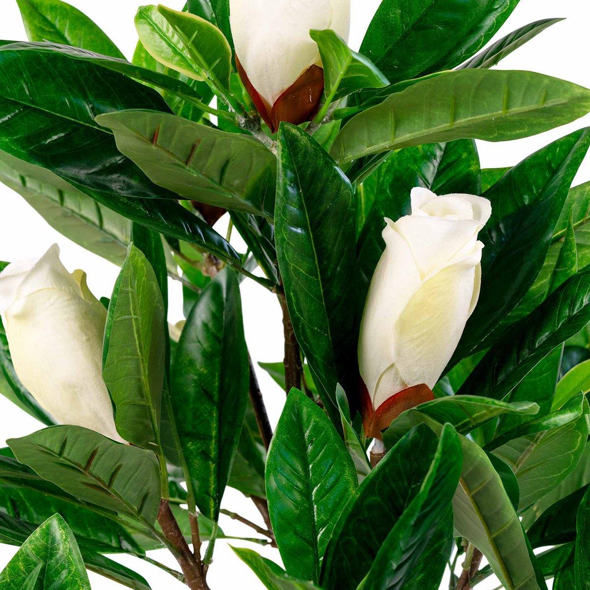 Magnolienbaum - HomeDesign Knaus