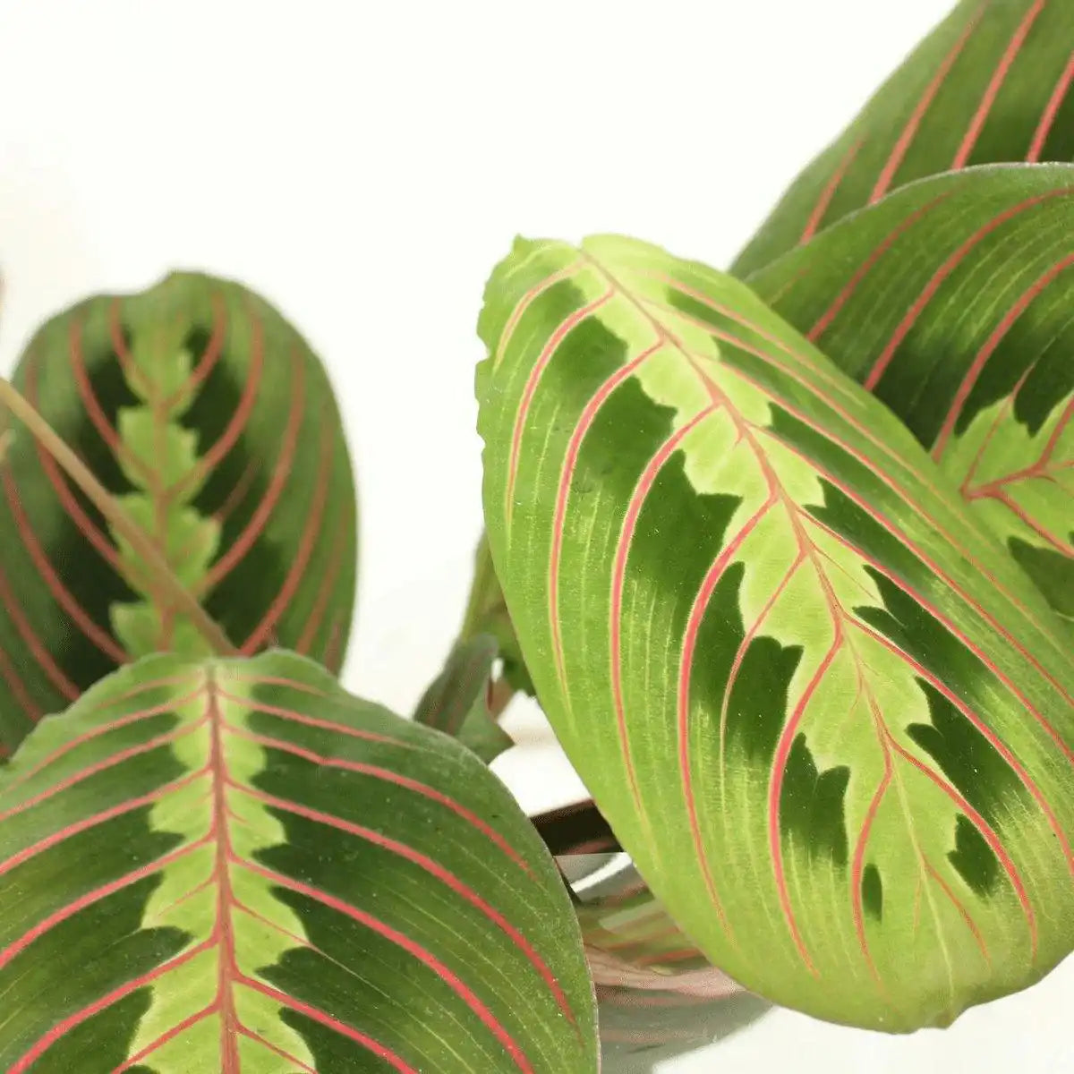 Maranta Fascinator – Arrowroot – 2 Stück – 20 cm – ø12 - HomeDesign Knaus