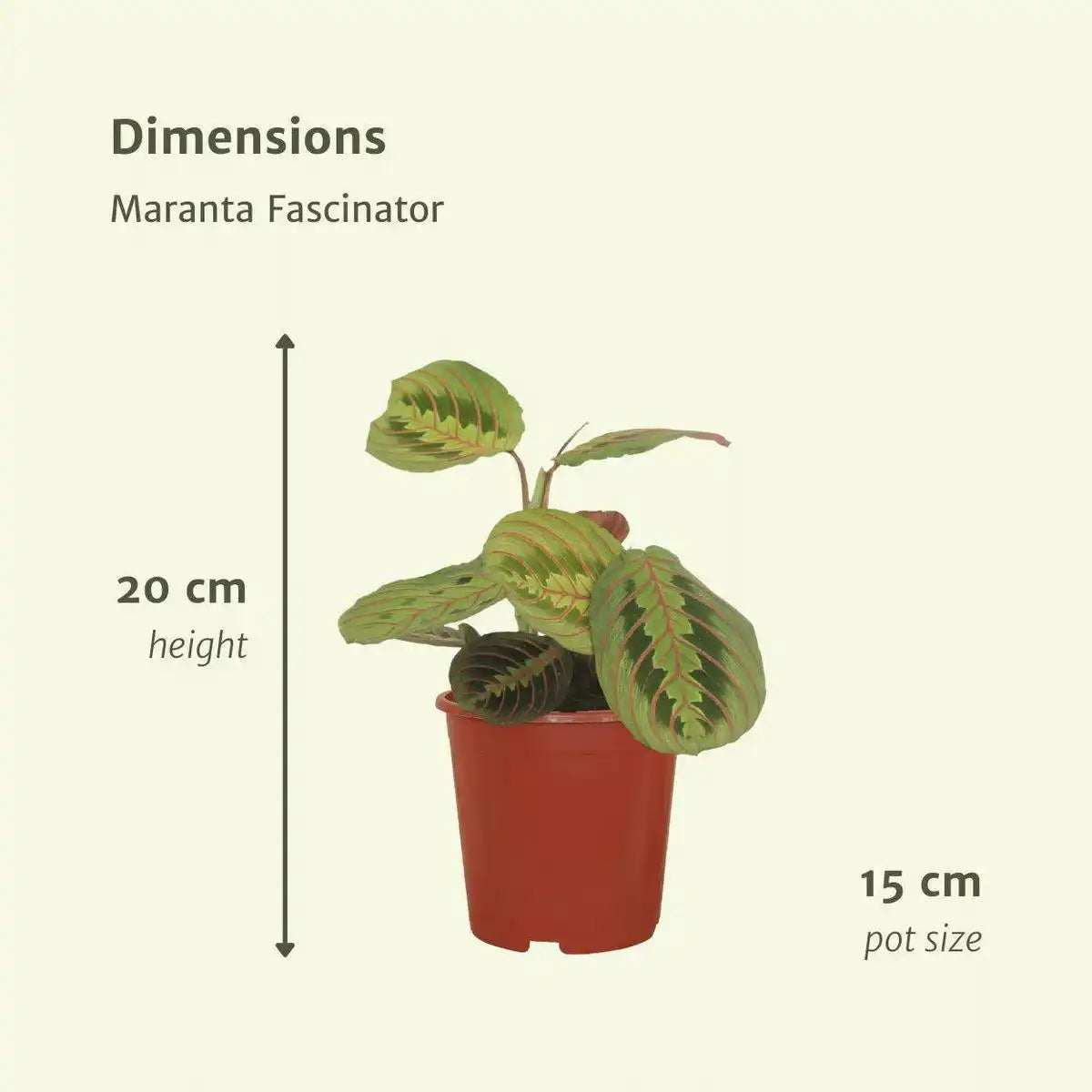 Maranta Fascinator – Arrowroot – 2 Stück – 20 cm – ø12 - HomeDesign Knaus
