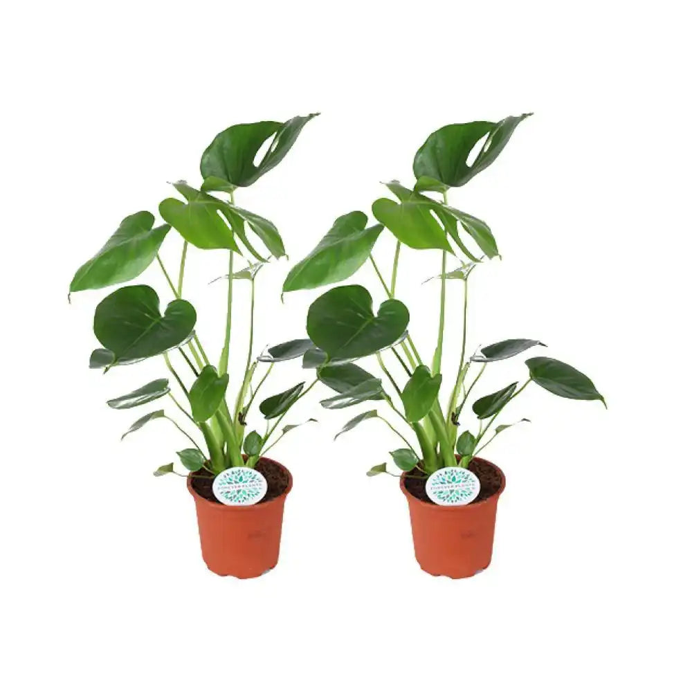 Monstera Deliciosa - 2 Stück - Ø14cm - ↕45cm - HomeDesign Knaus