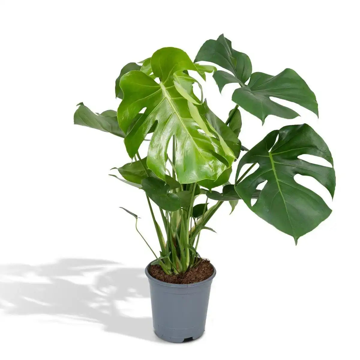 Monstera Deliciosa - Lochpflanze - Ø21cm - ↕65cm - HomeDesign Knaus