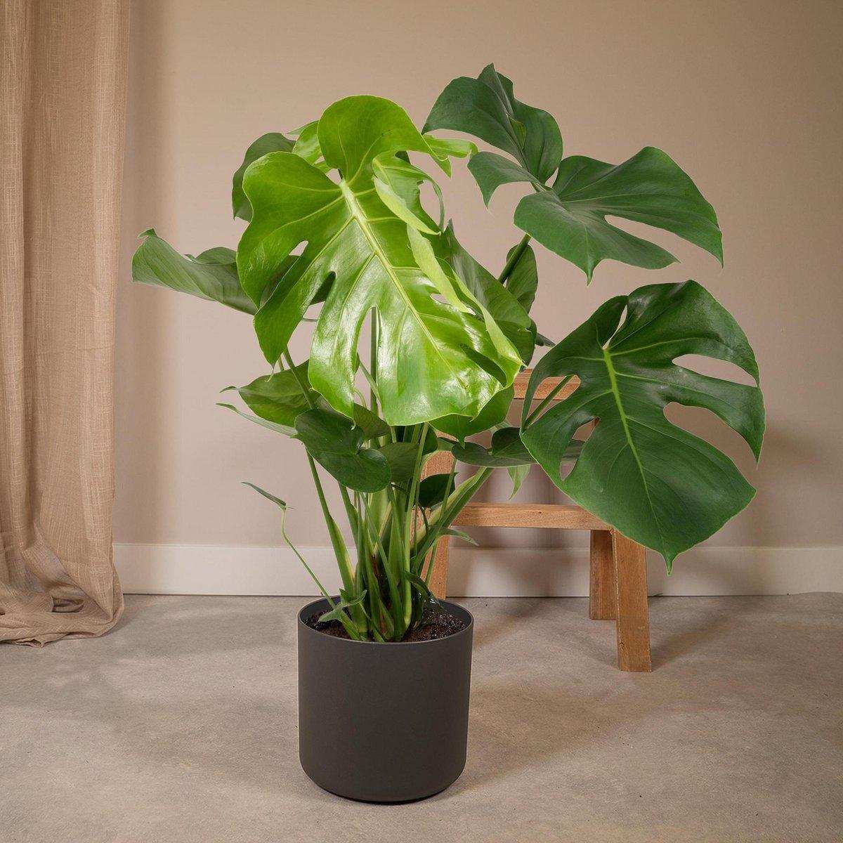 Monstera Deliciosa - Lochpflanze - Ø21cm - ↕65cm - HomeDesign Knaus