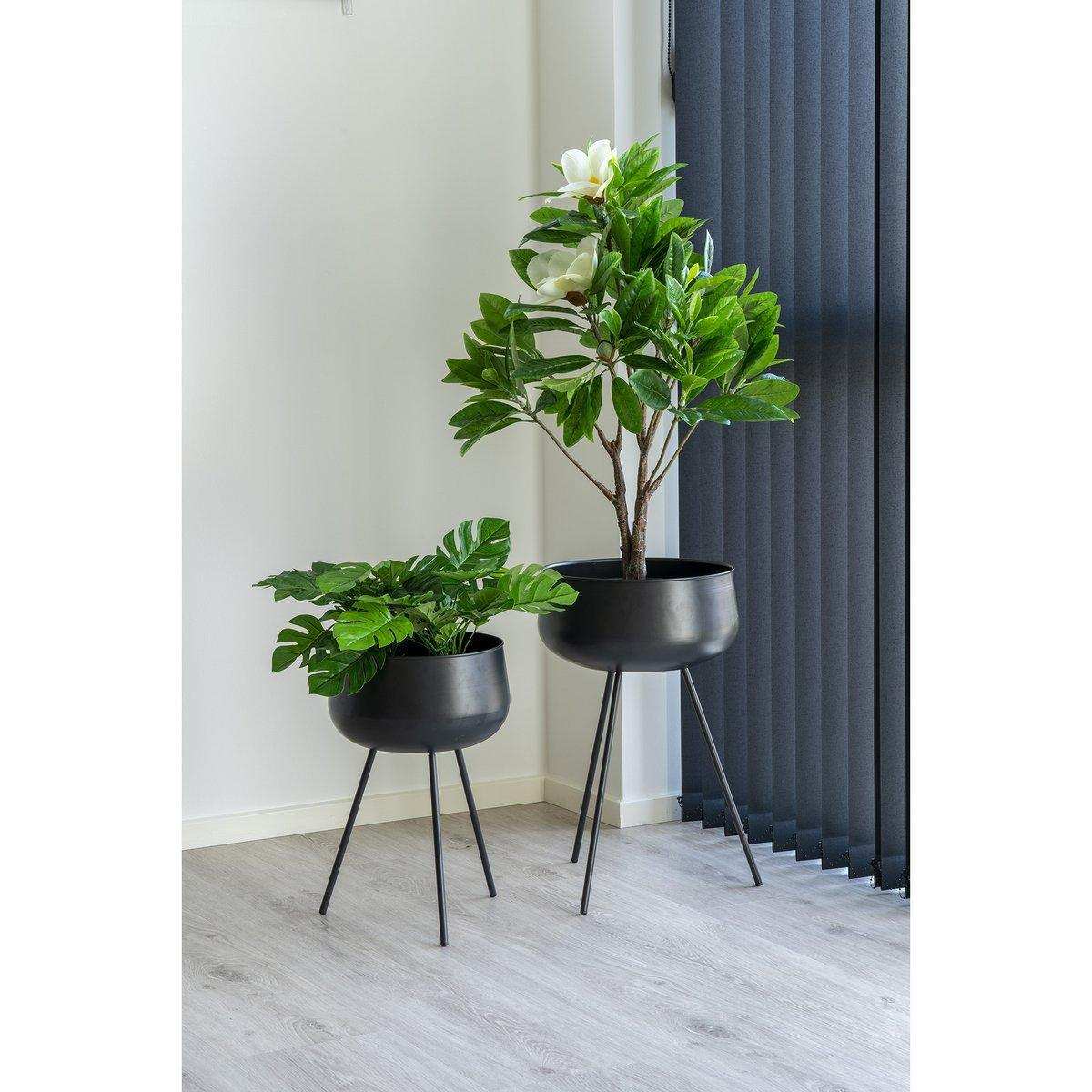 Monstera - HomeDesign Knaus
