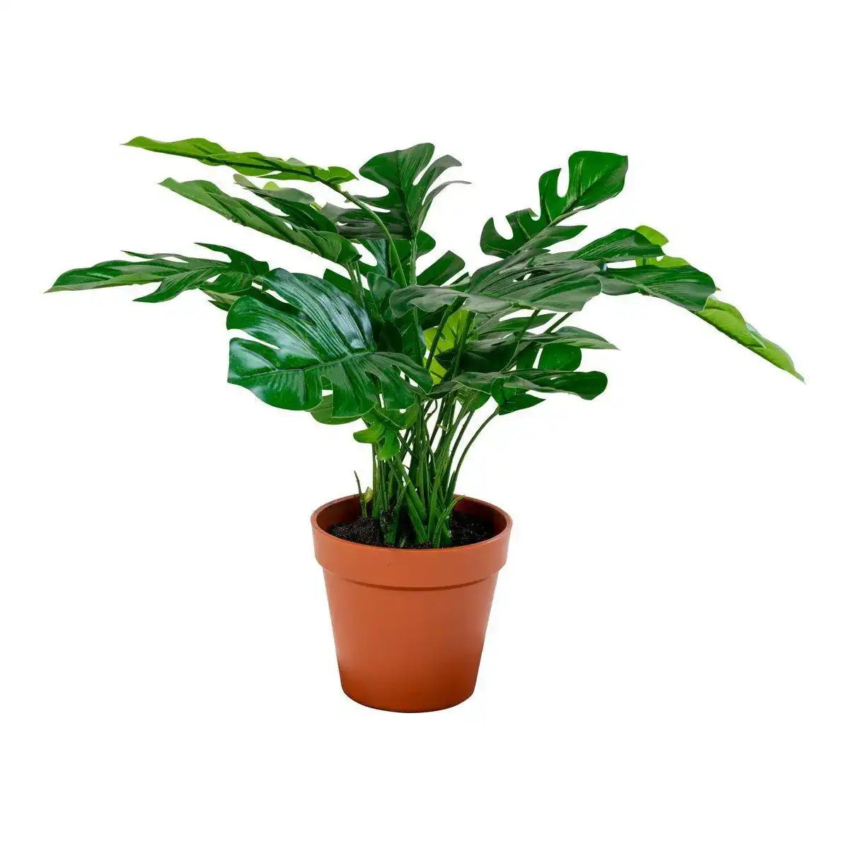 Monstera - HomeDesign Knaus