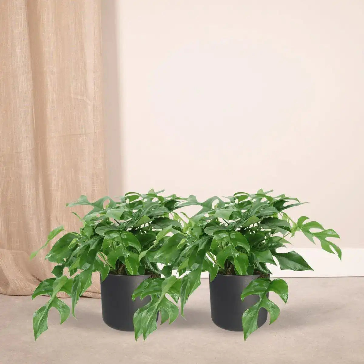 Monstera Minima - Lochpflanze - 2 Stück - ø15cm - ↕25cm - HomeDesign Knaus