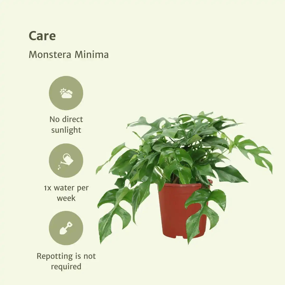 Monstera Minima - Lochpflanze - 2 Stück - ø15cm - ↕25cm - HomeDesign Knaus
