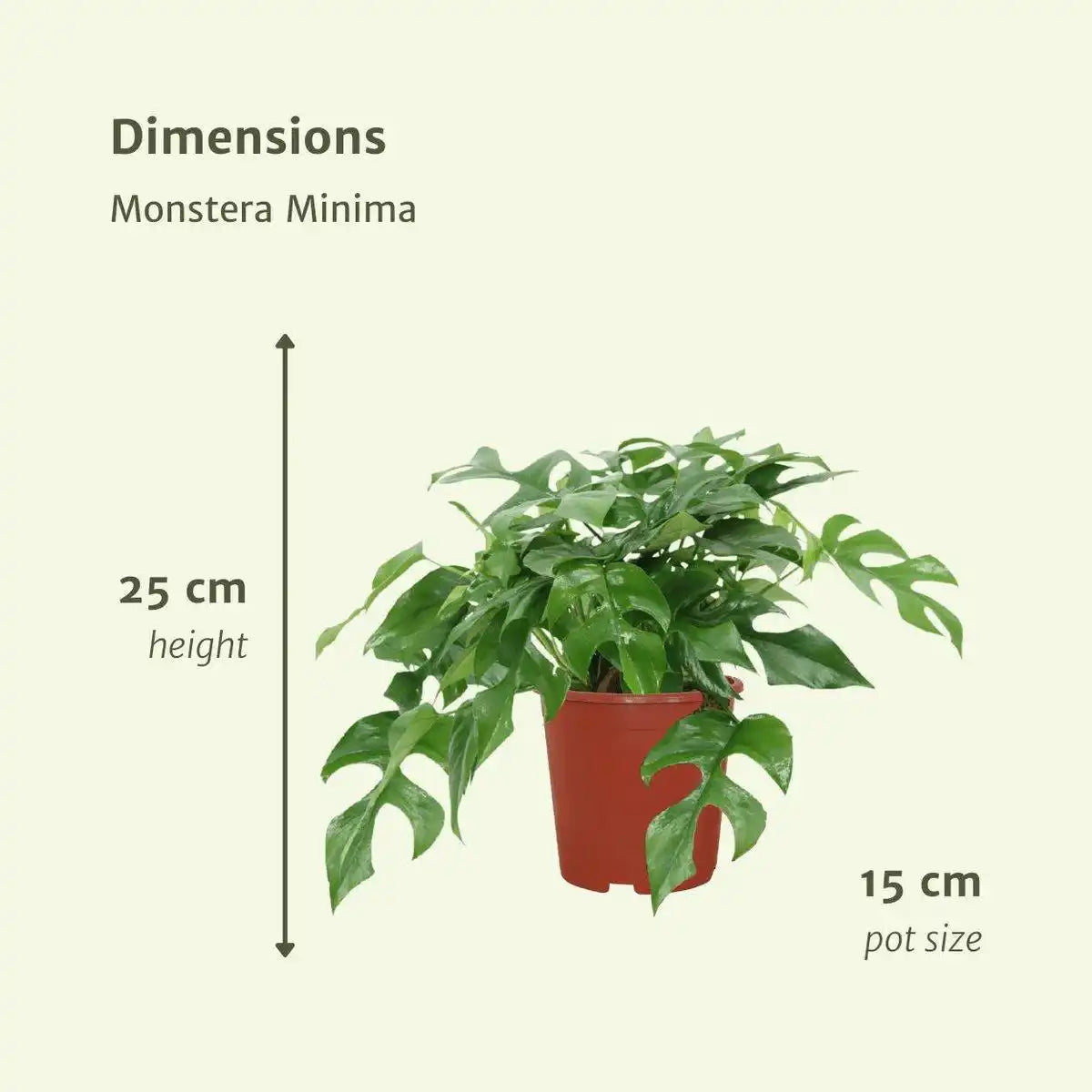 Monstera Minima - Lochpflanze - 2 Stück - ø15cm - ↕25cm - HomeDesign Knaus