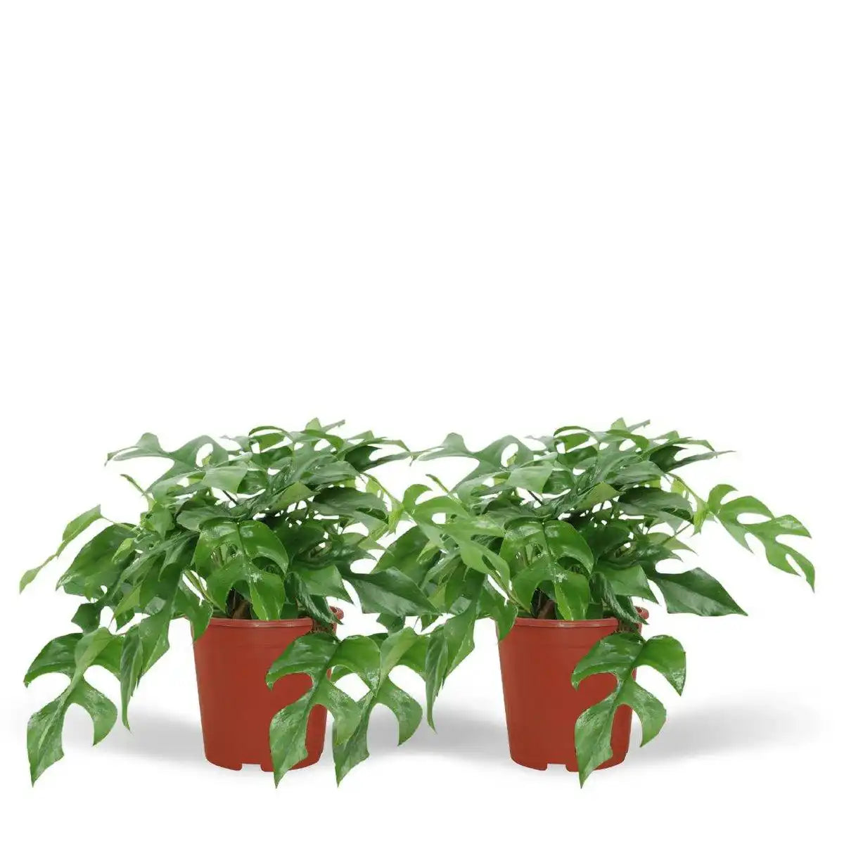 Monstera Minima - Lochpflanze - 2 Stück - ø15cm - ↕25cm - HomeDesign Knaus