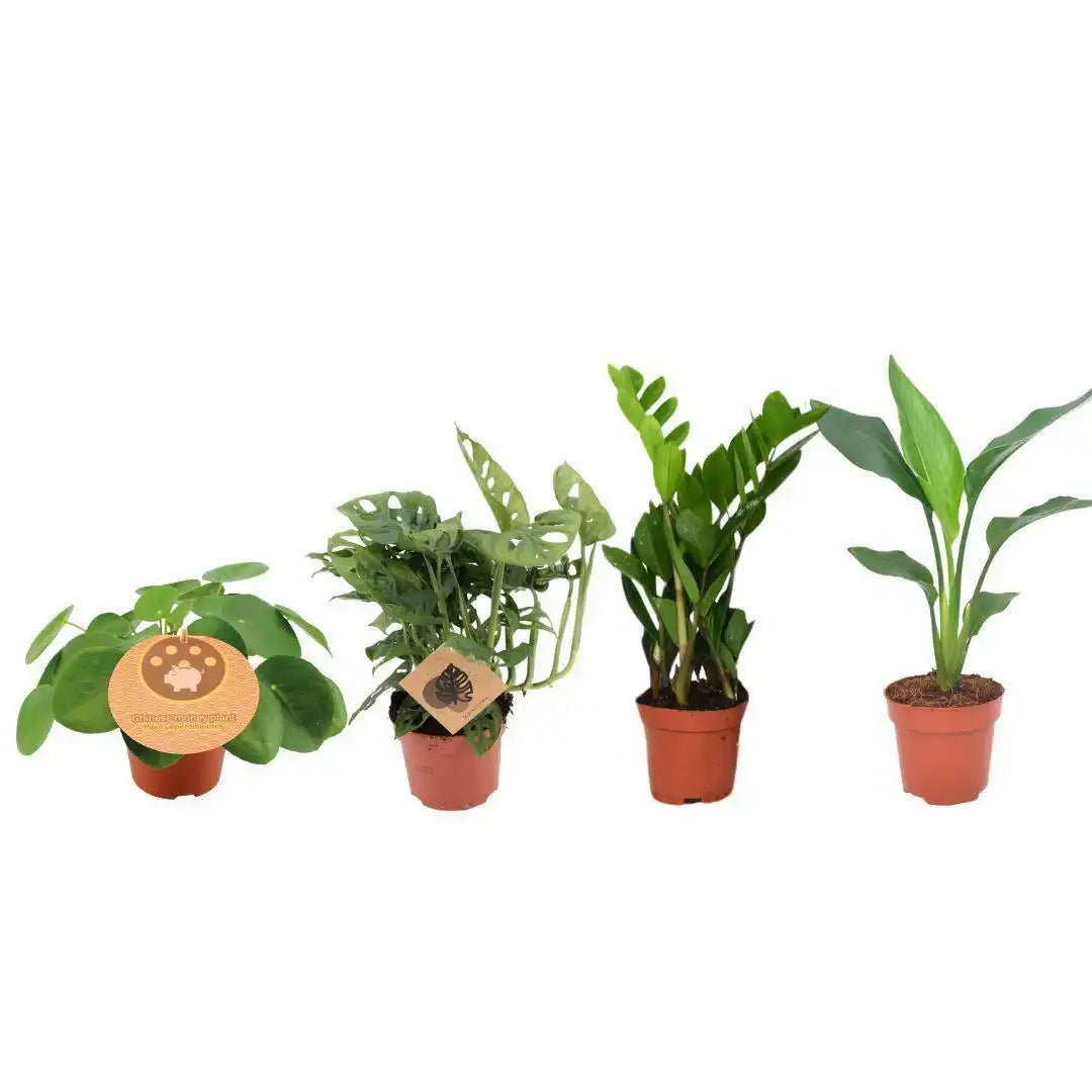 Musthave Pflanzkasten - 4 Stück - Ø12cm - ↕20-40cm - HomeDesign Knaus