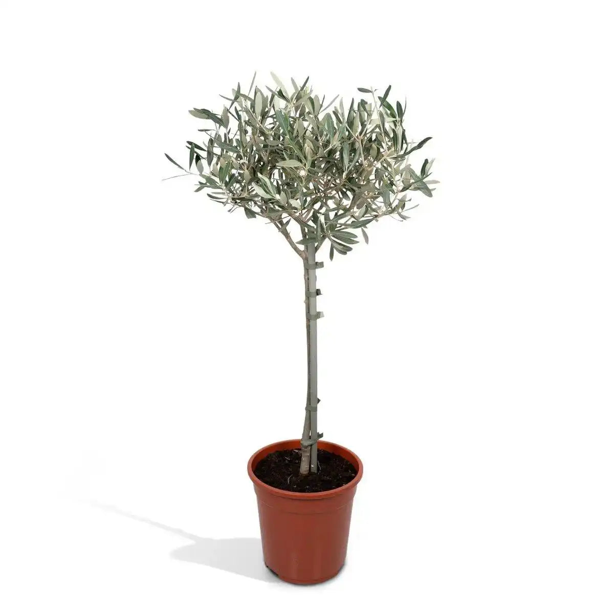 Olea auf Stiel - Olive - Ø19cm - ↕90cm - HomeDesign Knaus