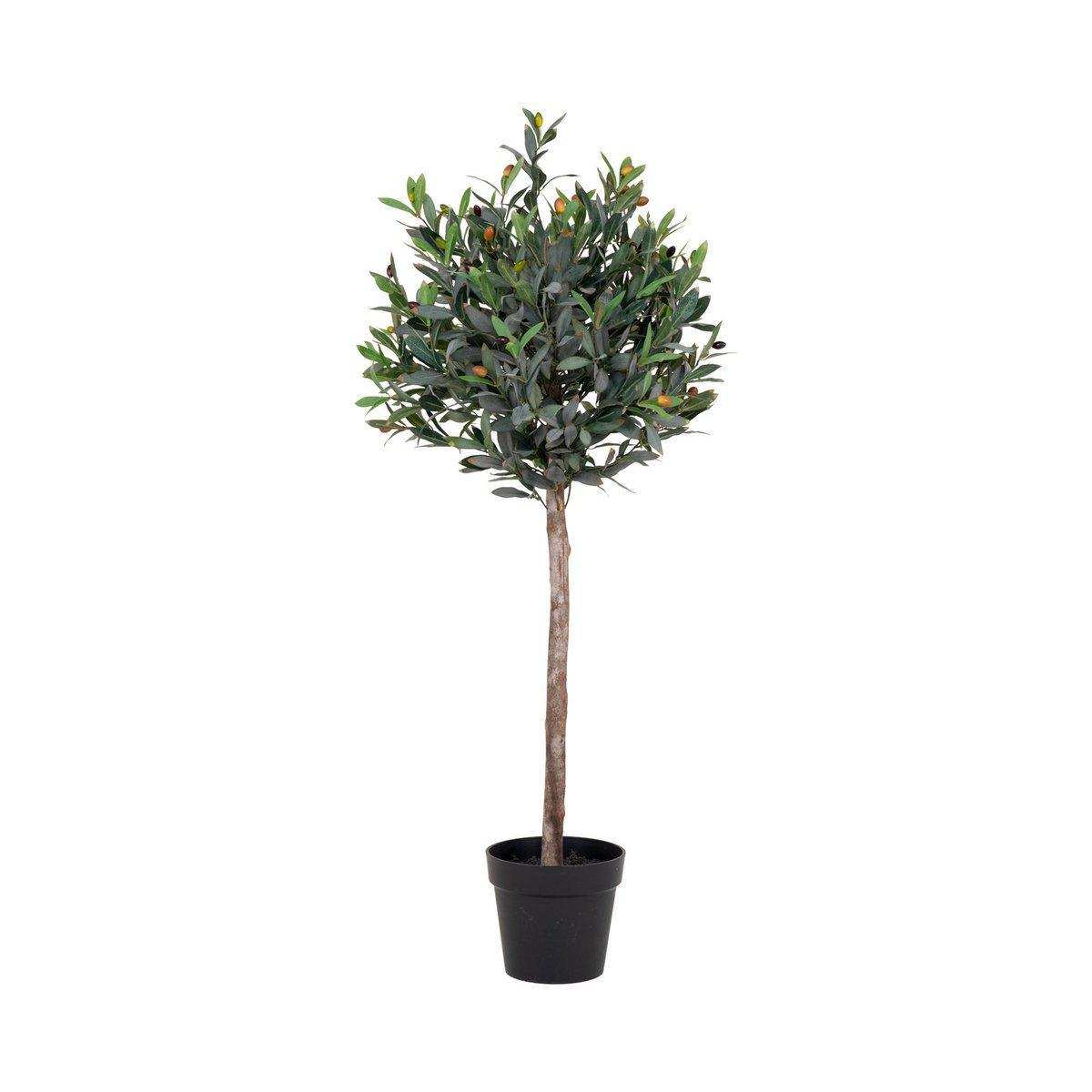 Olivenbaum - HomeDesign Knaus