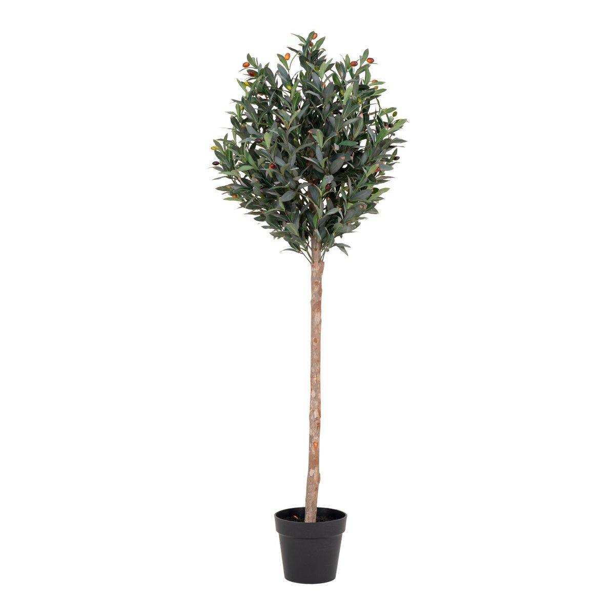 Olivenbaum - HomeDesign Knaus