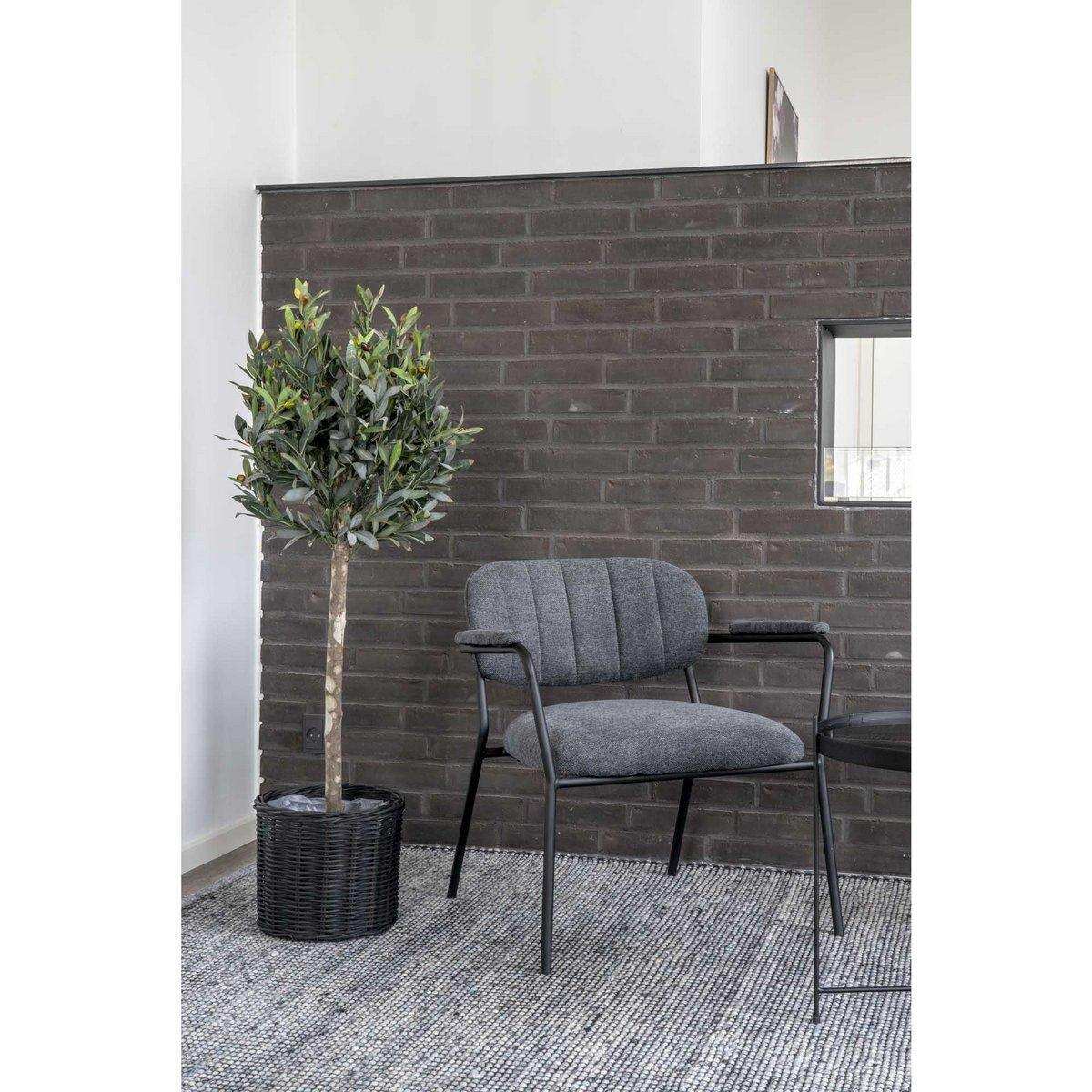 Olivenbaum - HomeDesign Knaus