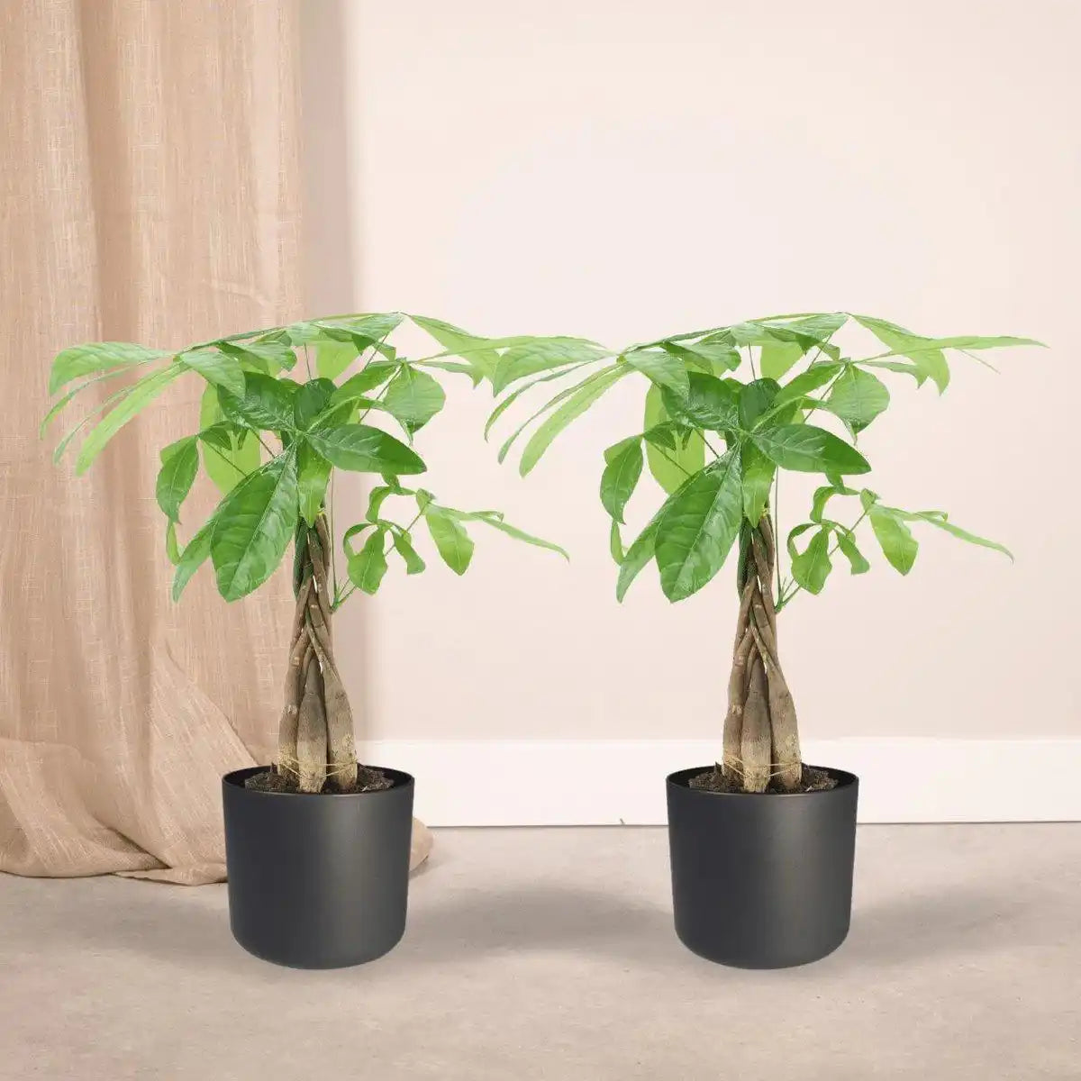 Pachira Aquatica - Geldbaum - 2 Stück - ø14cm - ↕50cm - HomeDesign Knaus