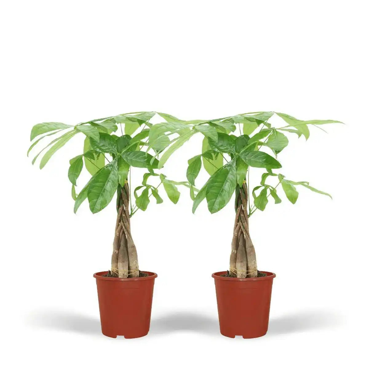 Pachira Aquatica - Geldbaum - 2 Stück - ø14cm - ↕50cm - HomeDesign Knaus