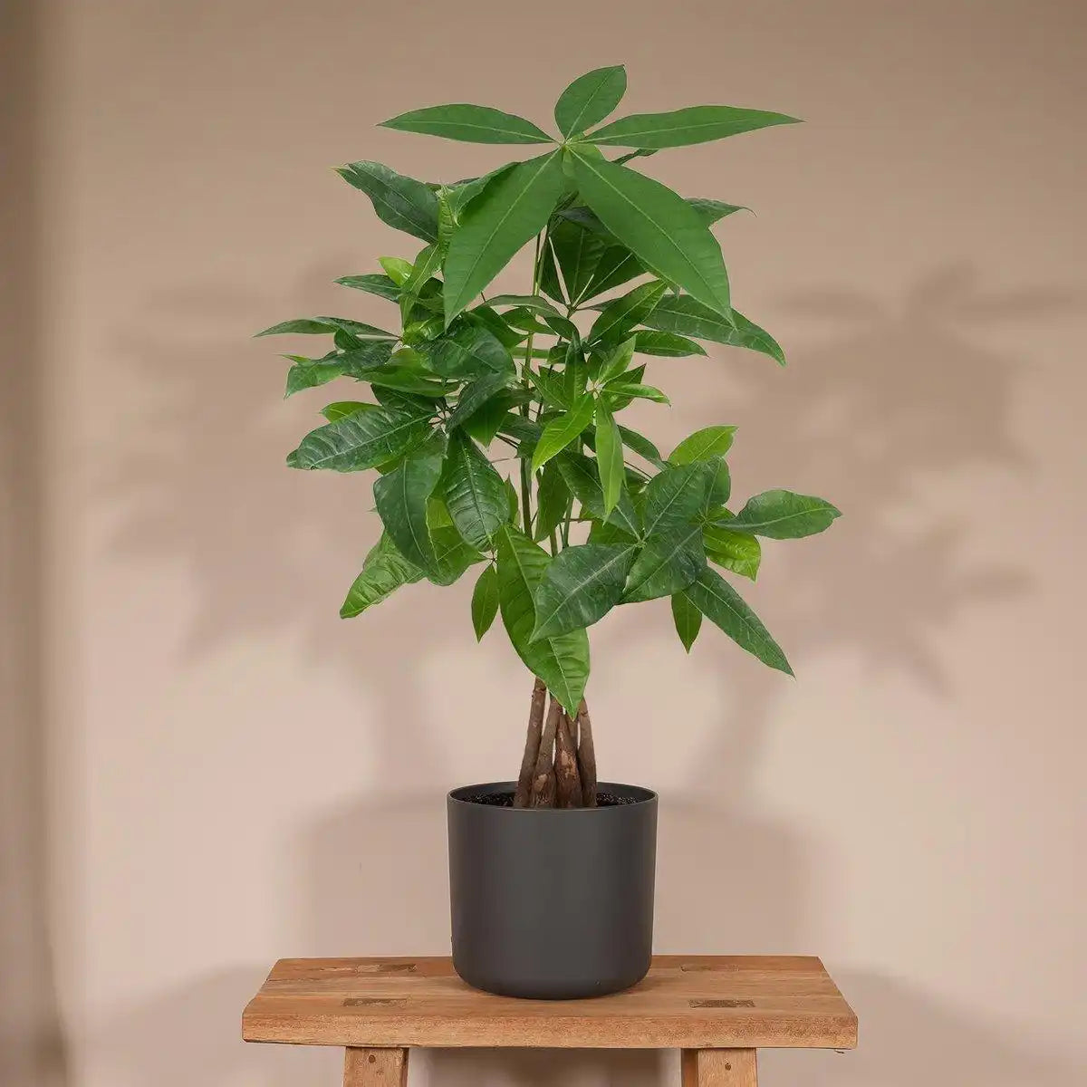 Pachira Aquatica - Geldbaum - Ø14cm - ↕50cm - HomeDesign Knaus